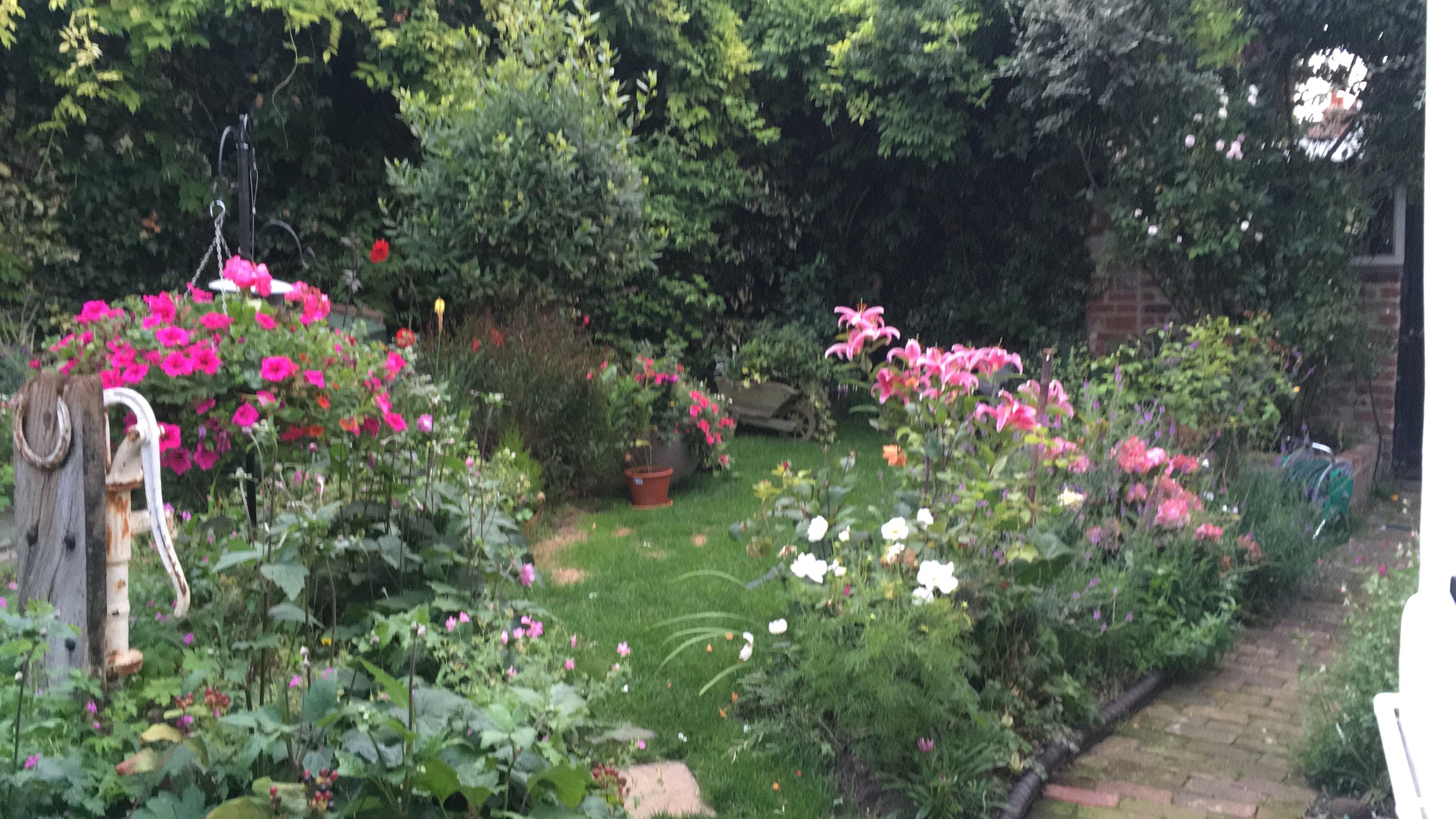 Lush garden with vibrant flowers and green foliage. Garden maintained by Noorlander gardeners and garden maintenance, based in North Cornwall, area including Padstow, Rock, Polzeath and Wadebridge.