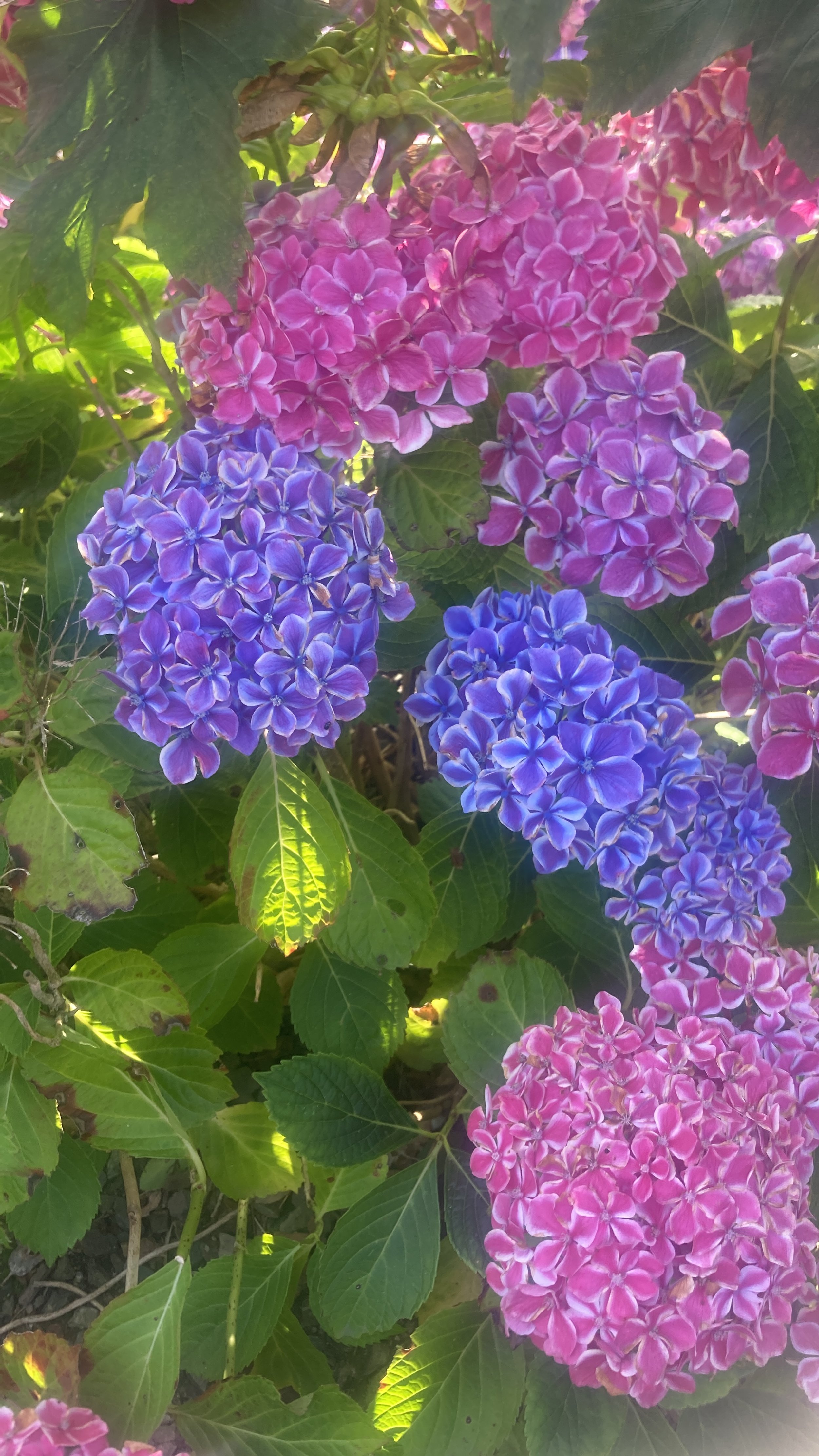 Clusters of pink and purple hydrangea flowers with green leaves. Garden maintained by Noorlander gardeners and garden maintenance, based in North Cornwall, area including Padstow, Rock, Polzeath and Wadebridge.