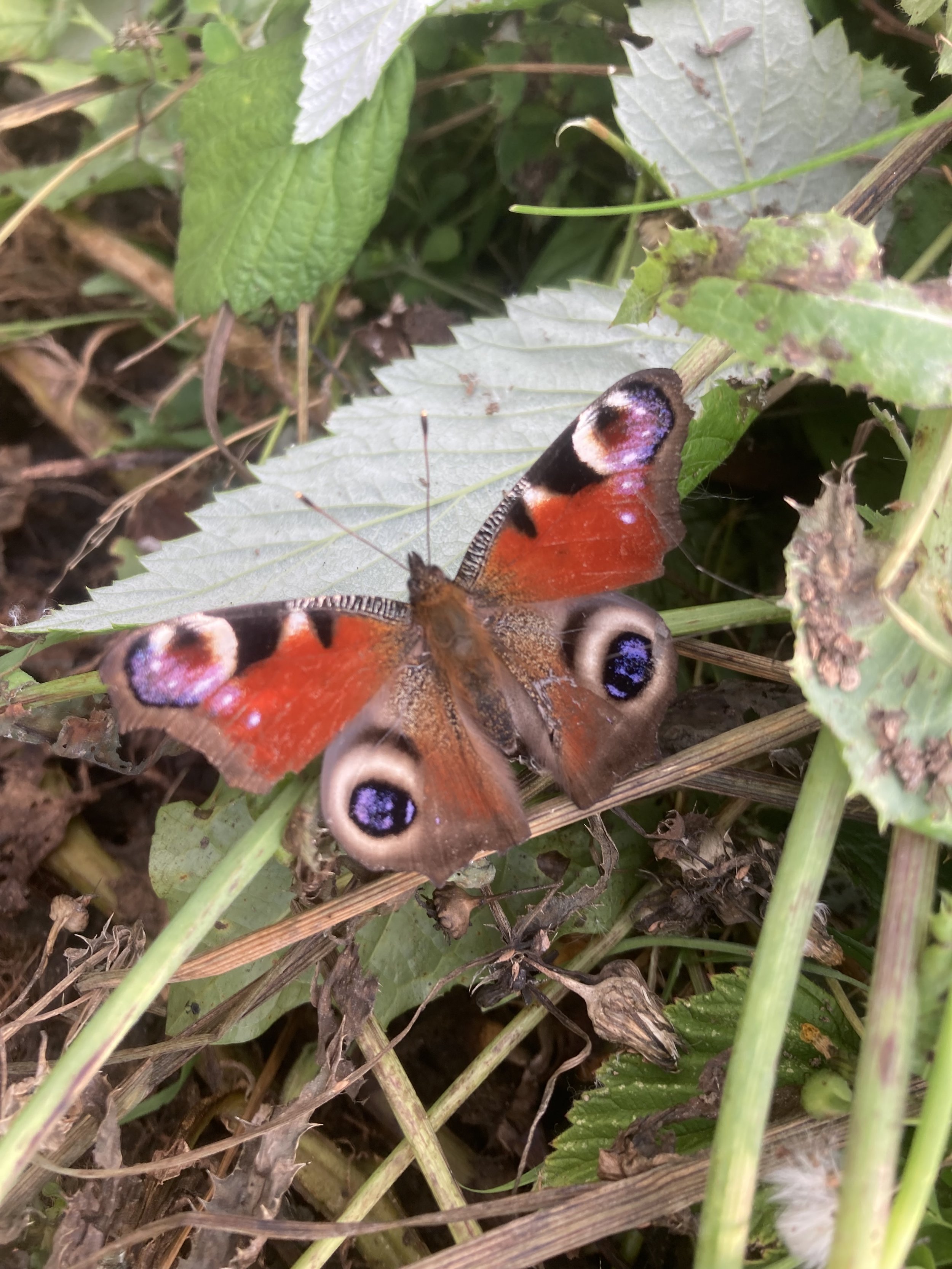 A brightly colored butterfly rests on green foliage and dried grass. Garden maintained by Noorlander gardeners and garden maintenance, based in North Cornwall, area including Padstow, Rock, Polzeath and Wadebridge.