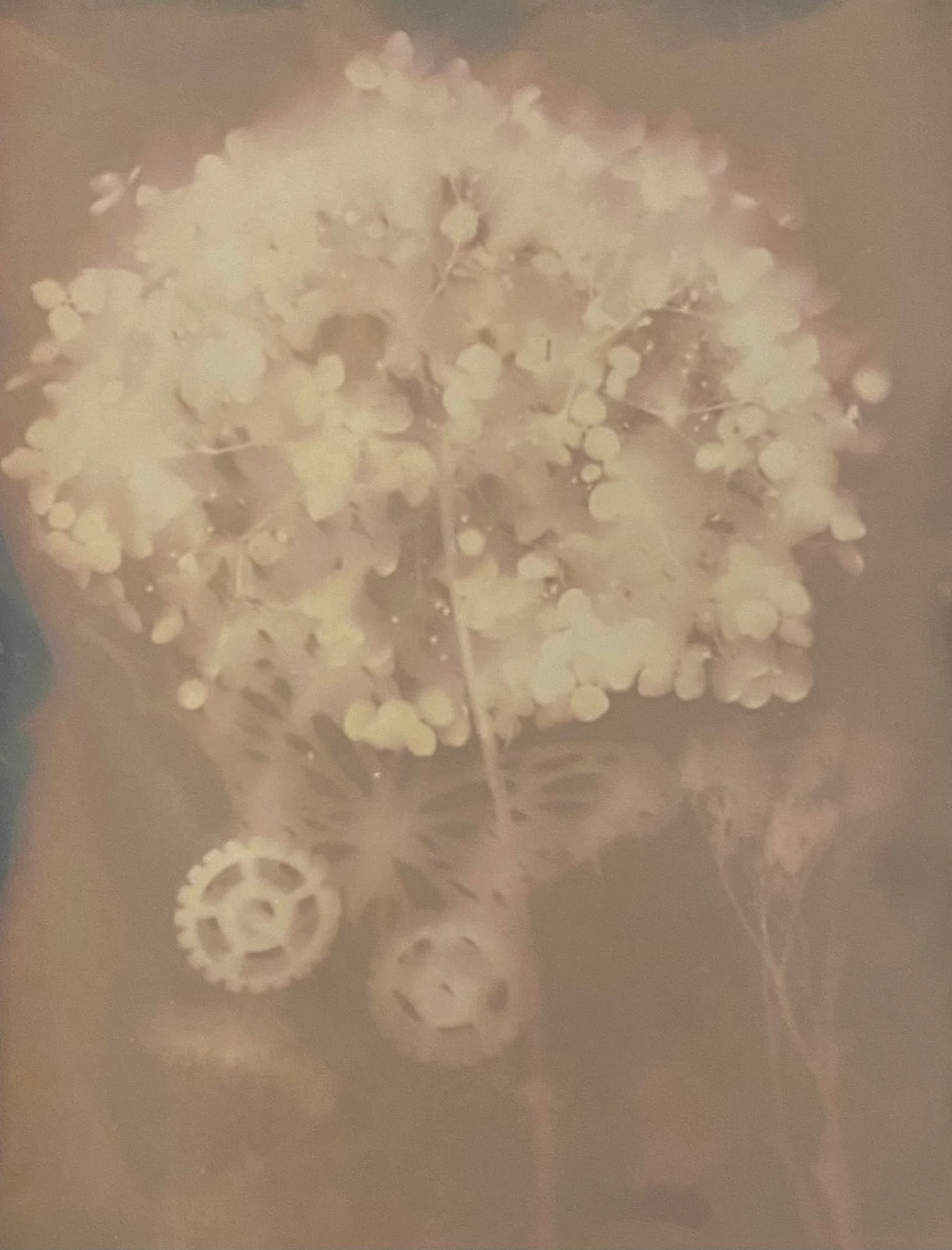 Lumen Photo of Flower one