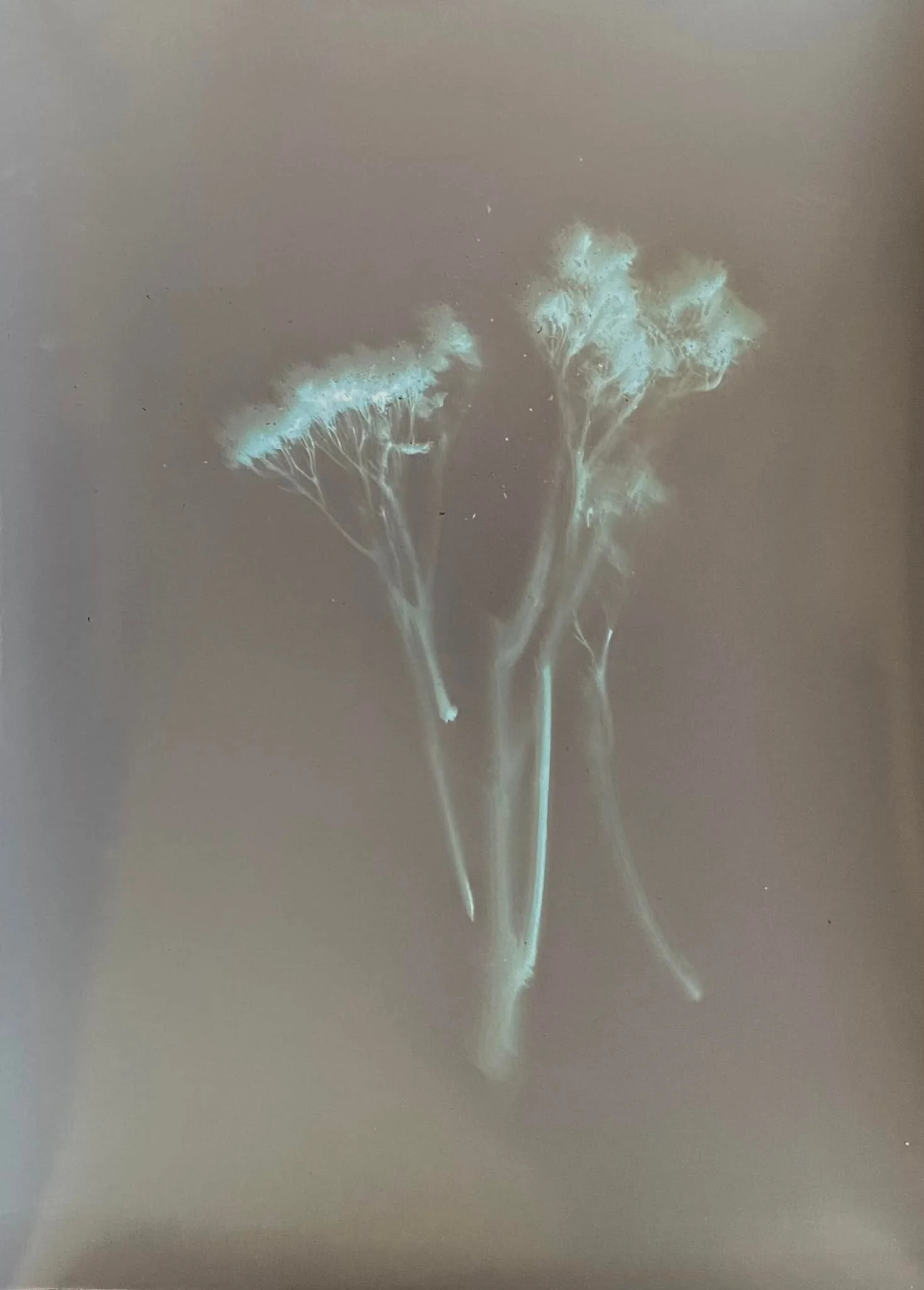 Lumen Photo of Flowers