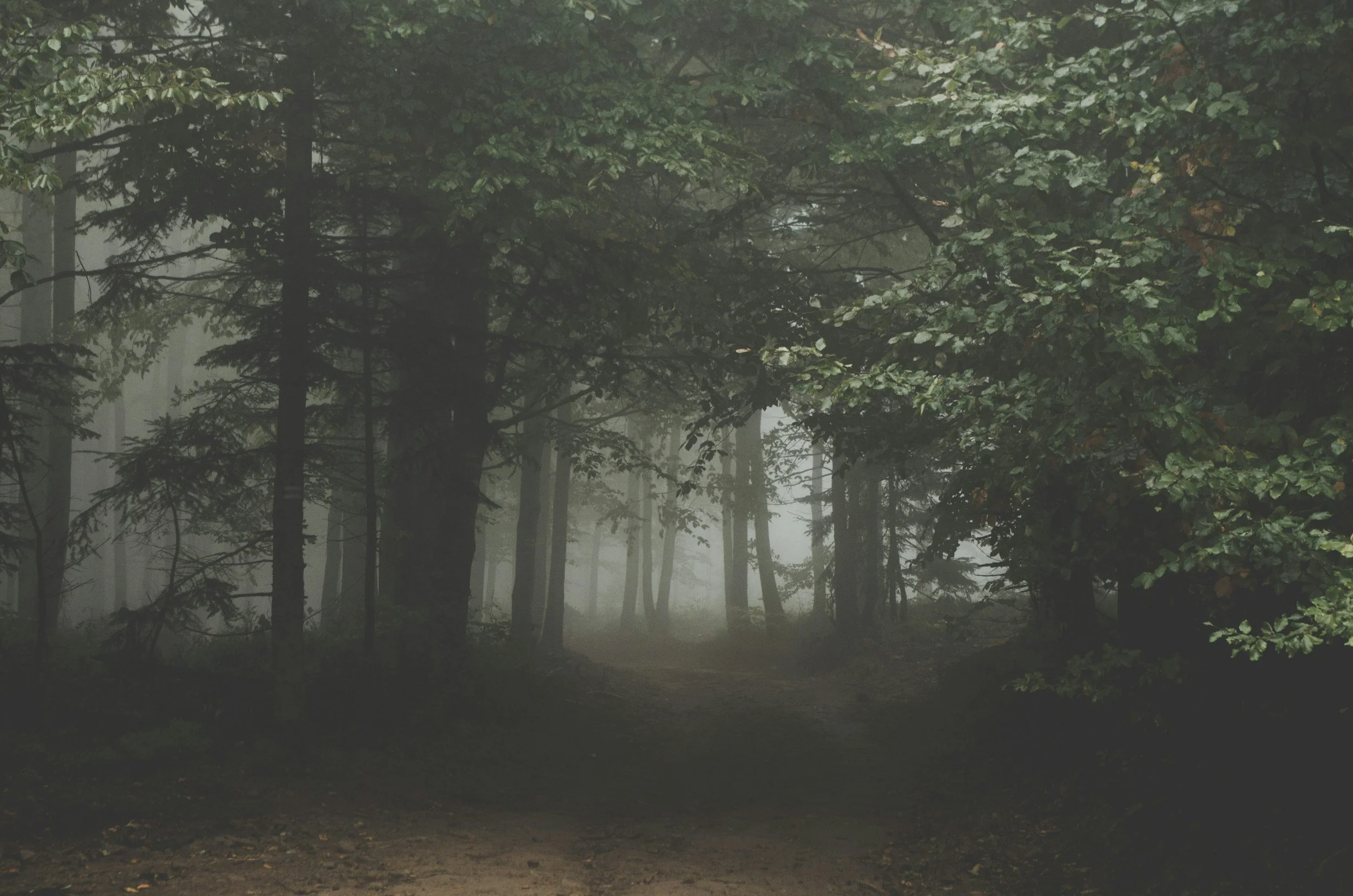 A foggy forest scene with tall trees and lush green leaves.