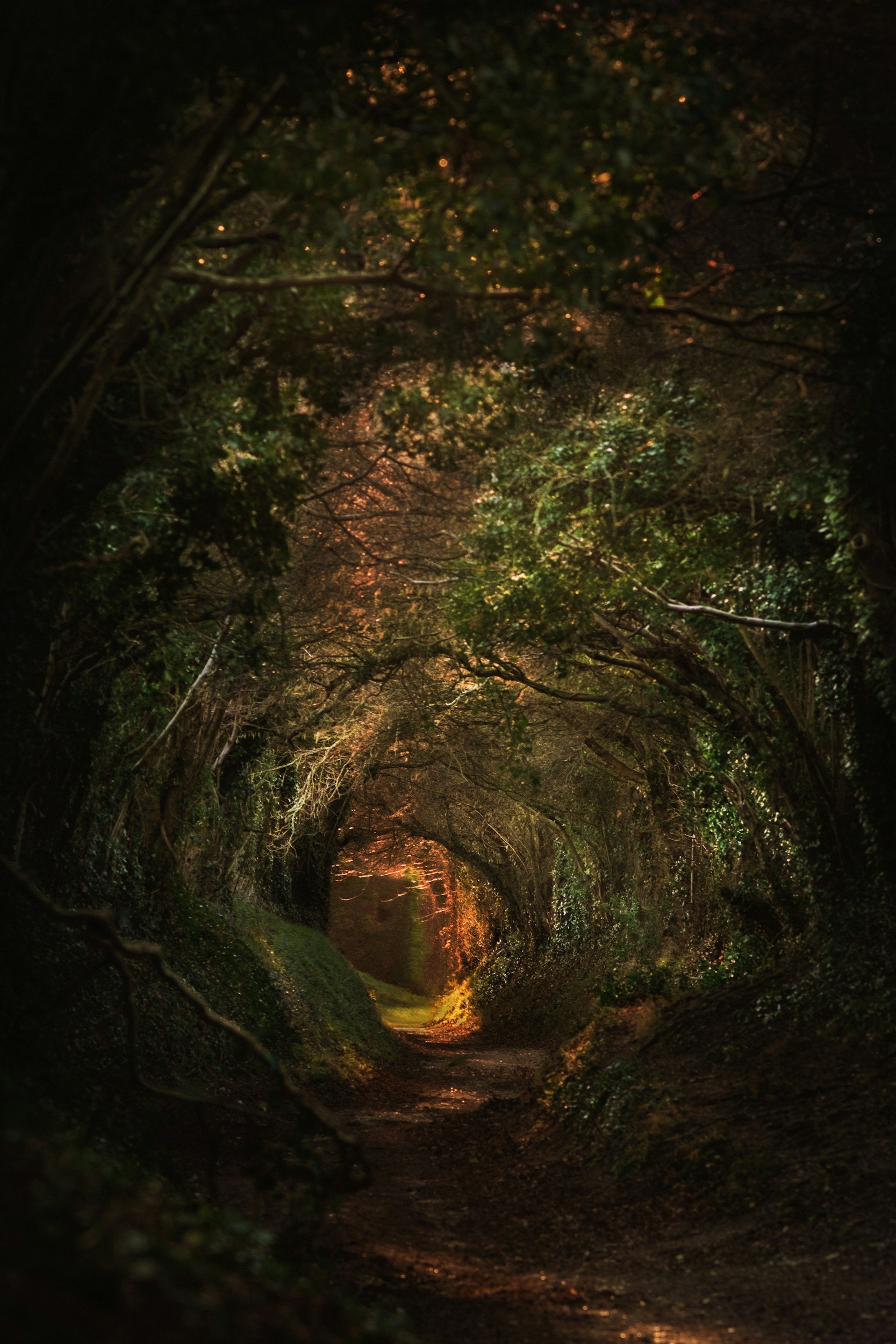 Nighttime view of a tunnel formed by tree branches and leaves with warm light illuminating the end of the tunnel.