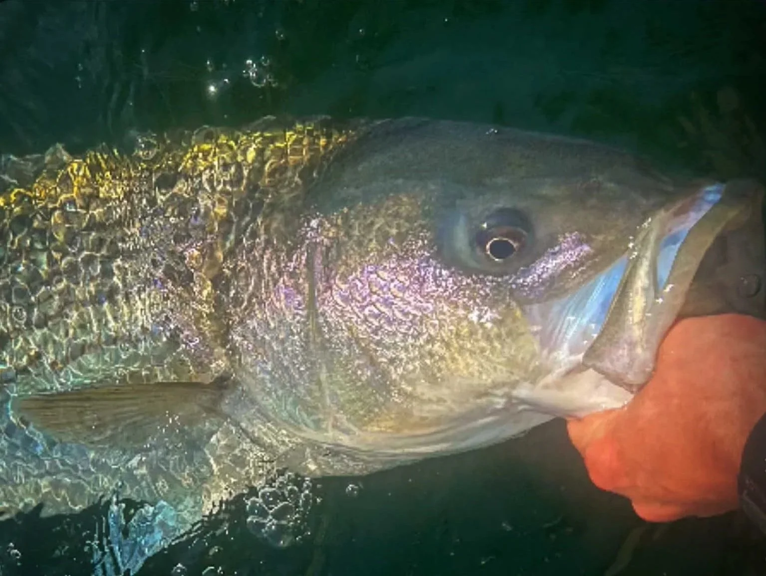 Close-up of a large striped bass in water, being held by a person's hand, featuring a dark body, large eye, and iridescent scales.