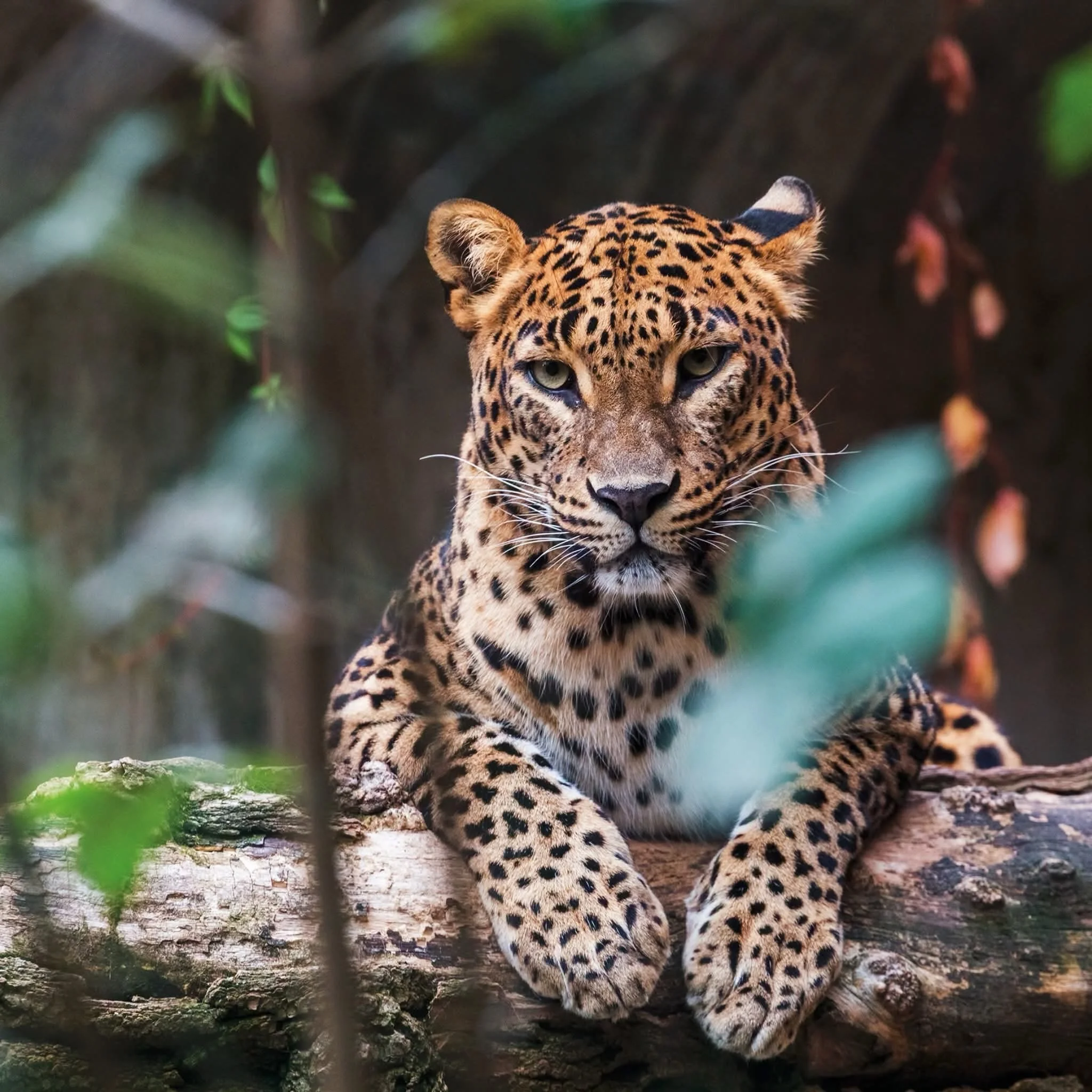 𝗦𝗥𝗜 𝗟𝗔𝗡𝗞𝗔 | 𝗧𝗢𝗨𝗥𝗜𝗡𝗚 &amp; 𝗕𝗘𝗔𝗖𝗛 𝗛𝗢𝗟𝗜𝗗𝗔𝗬 🕍🐆🌴☀

🔷 Discover Sri Lanka tour &ndash; 7 nights half board

𝗜𝘁𝗶𝗻𝗲𝗿𝗮𝗿𝘆: Colombo; Sigiriya; Anuradhapura; Dambulla; Polonnaruwa; Kandy; Nuwara Eliya; Yala National Park; G