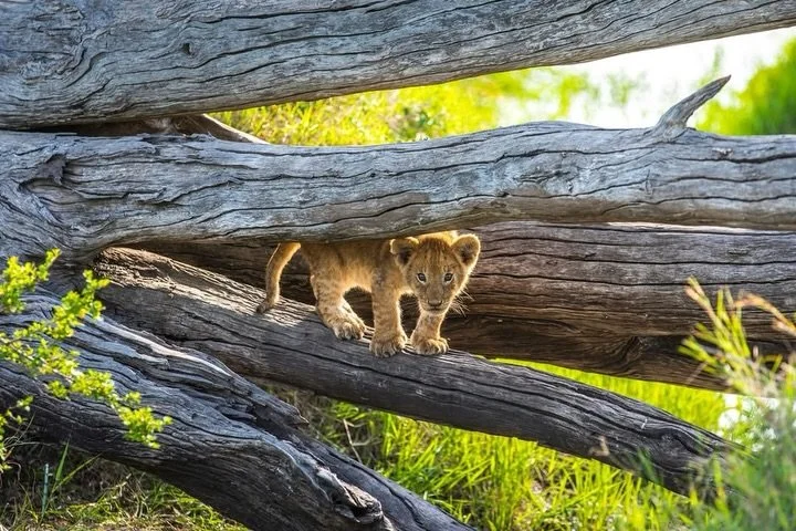 🗺️Journey to the Pride Lands - A Family Safari &amp; Beach!🌴🚙🐾⛱️🌞🌊

9-night Journey to the Pride Lands - A Family Safari and Southern Palms Beach Resort

Nairobi(9 Nights) and Mombasa(4 Nights)

13 Nights - 2 Adults 2 Children

The price is bas