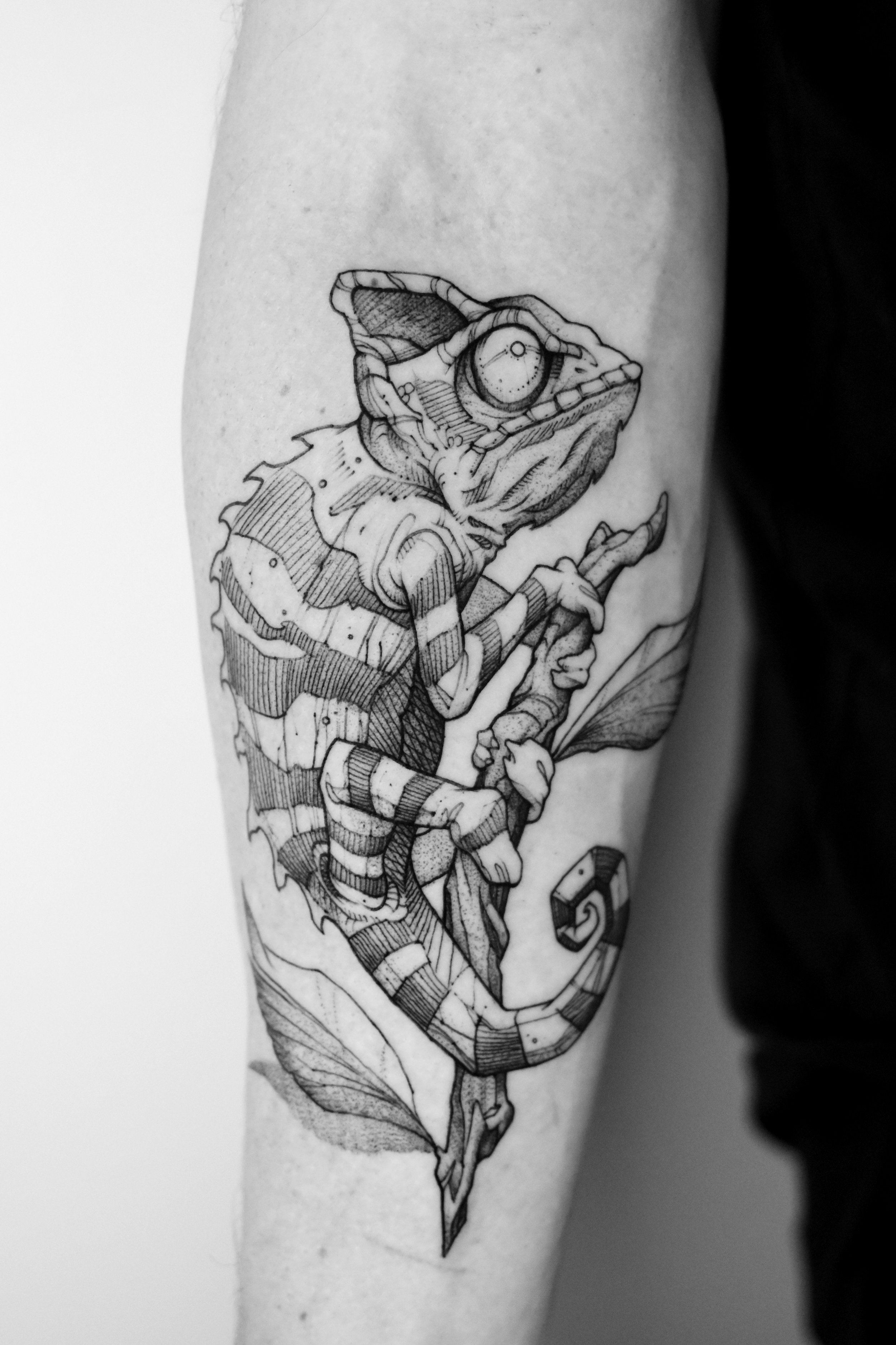 Chameleon_.jpg