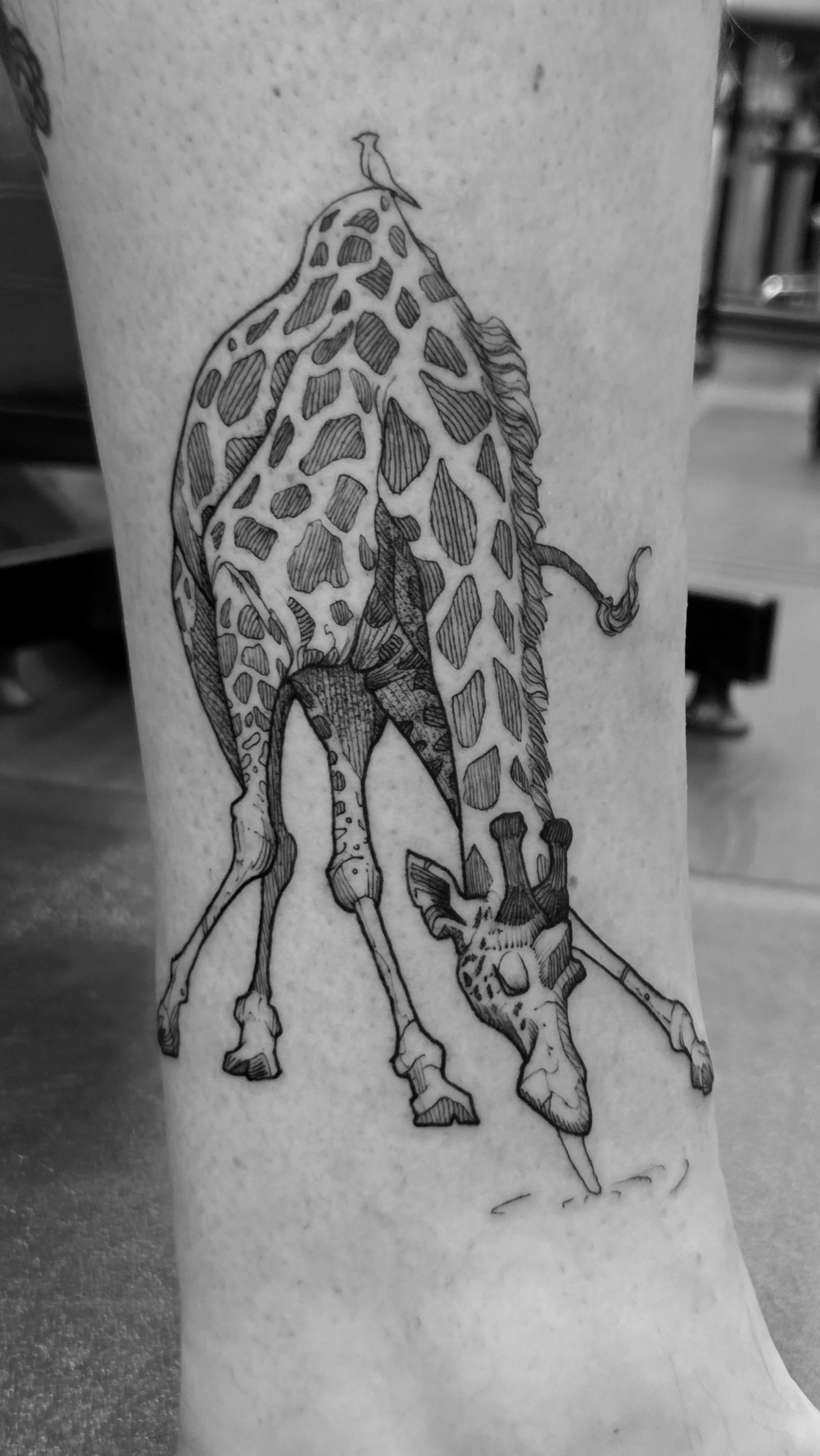 Giraffe.jpg