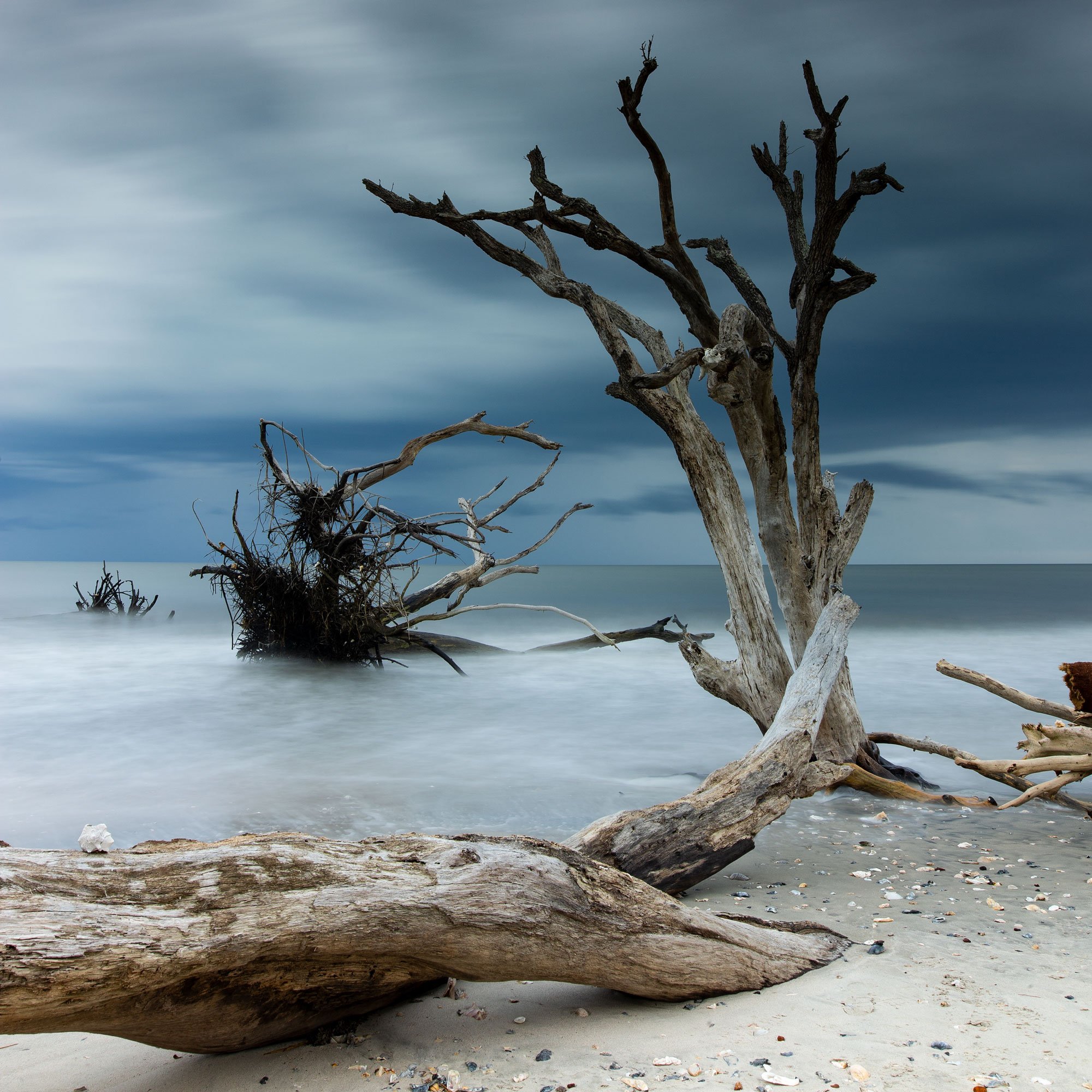 driftwood beach