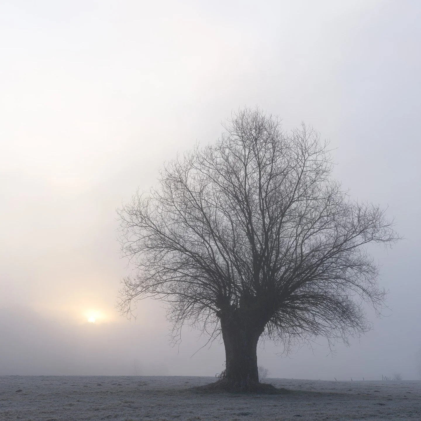 willow study
austria, 2026

Took my first photo of this tree more than 30 years ago, and to this day I still don&rsquo;t have one that really stands out or feels &ldquo;right&rdquo; to me. Nevertheless, I keep coming back to it. I really like this tr