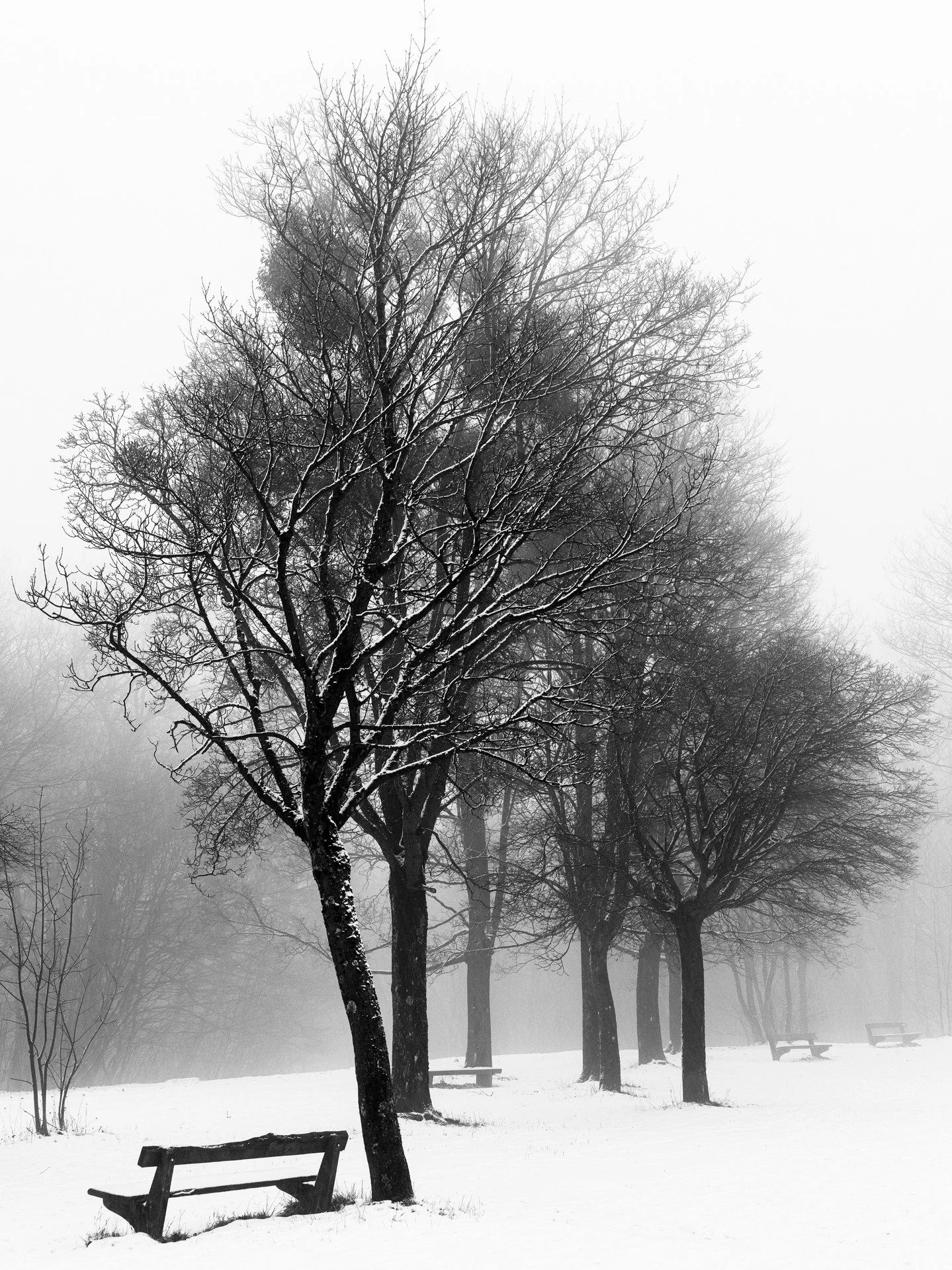 wiener wald study,
austria, 2026

i have one more snow image that i want to share at some point in time but i am really looking forward to everything turning green again.

#wienerwald #mediumformat #hasselbladx2d #wien