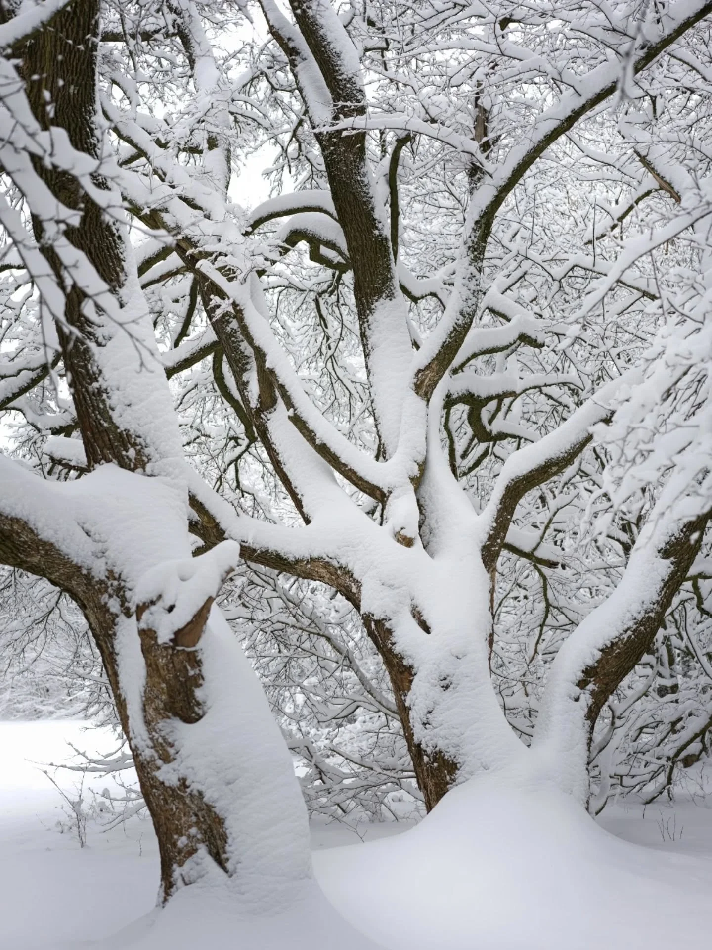 two images:
1. wiener wald study: "inside"
2. wiener wald study: "outside"

Austria, 2026

Two images of the same group of trees.

#wienerwald #landscapephotography #vienna #Hasselblad #snow