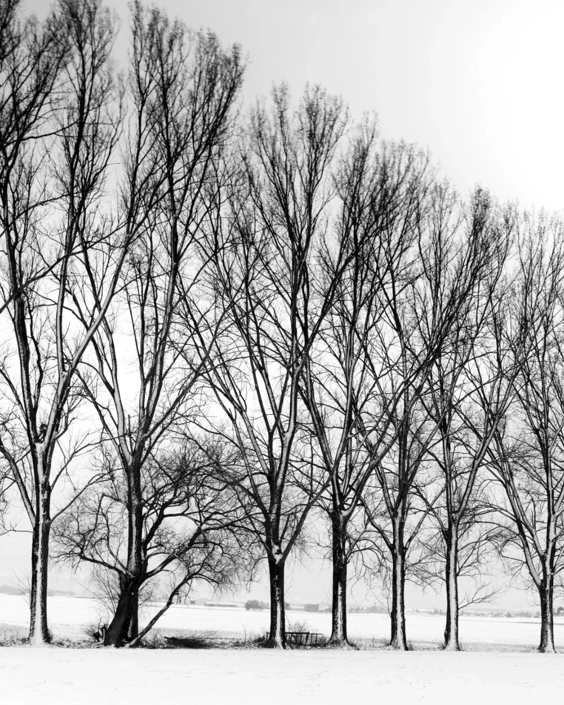 snowy treeline
Austria, 2026