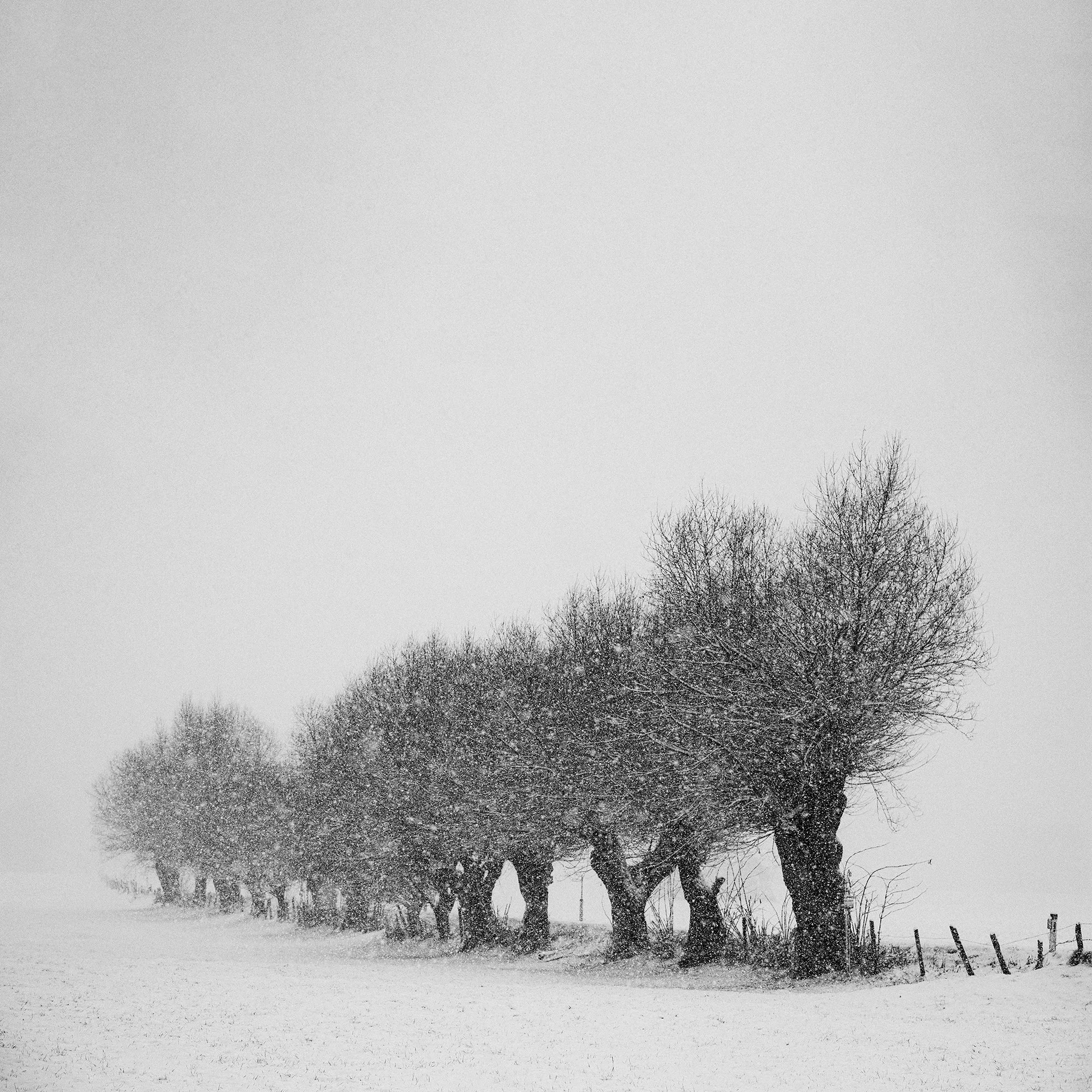 WEB_D5D6355 90x90.jpg