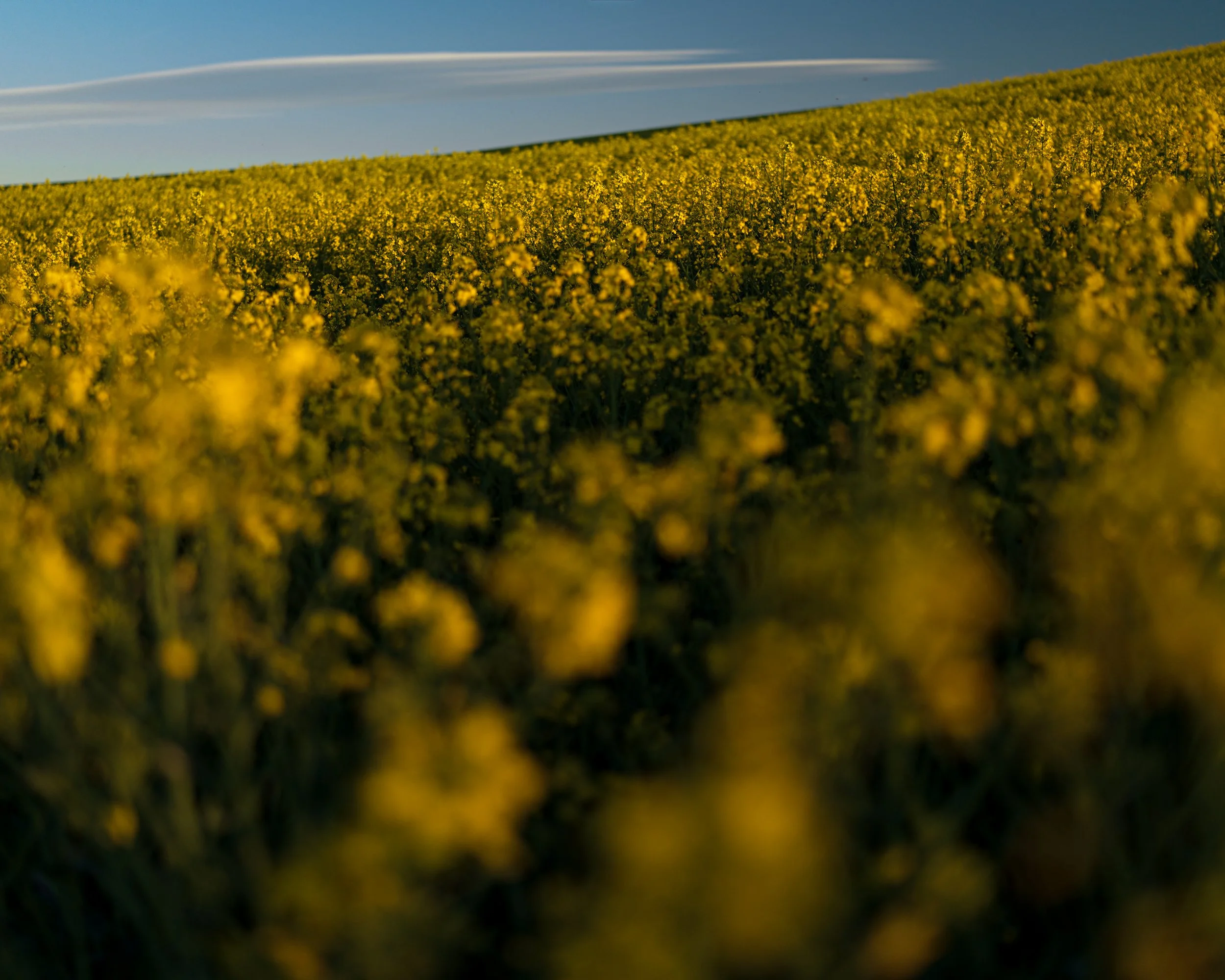 raps 3

50 x 40 cm - limitierte Auflage von 9    
100 x 80 cm - limitierte Auflage von 7    
150 x 120 cm - limitierte Auflage von 5    
200 x 150 cm - limitierte Auflage von 3    
