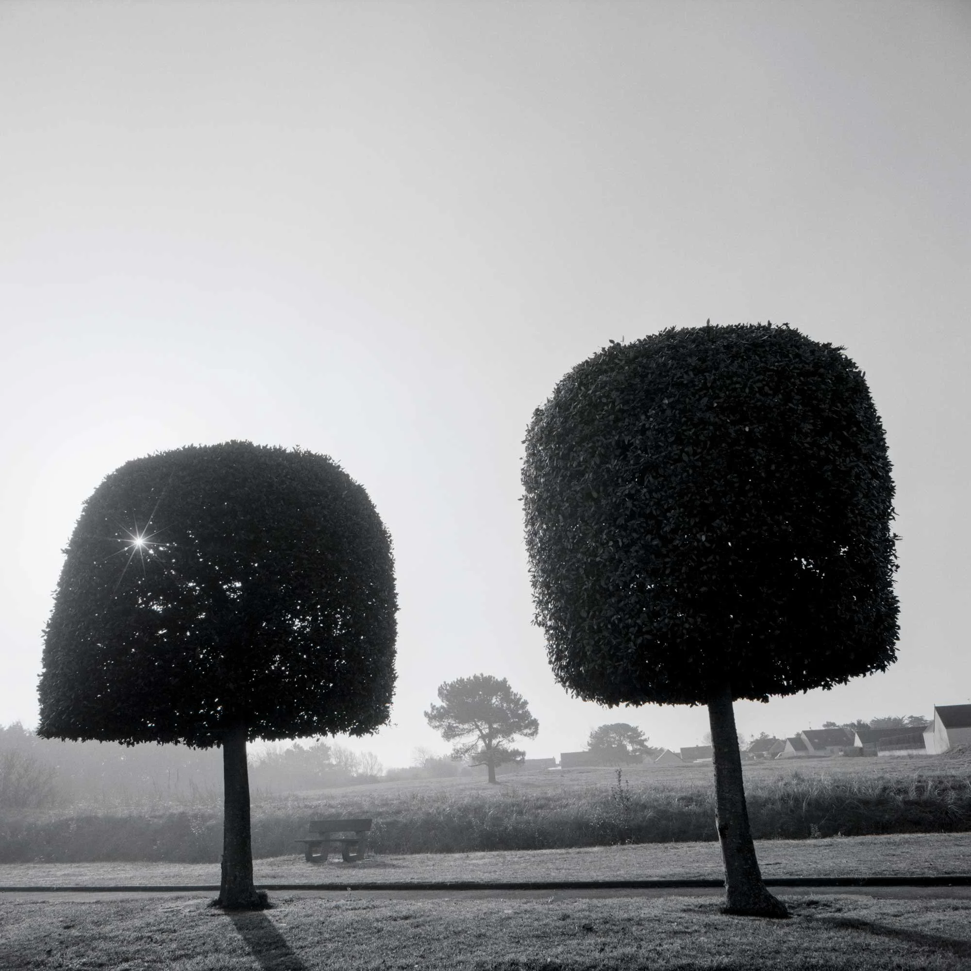 two trees