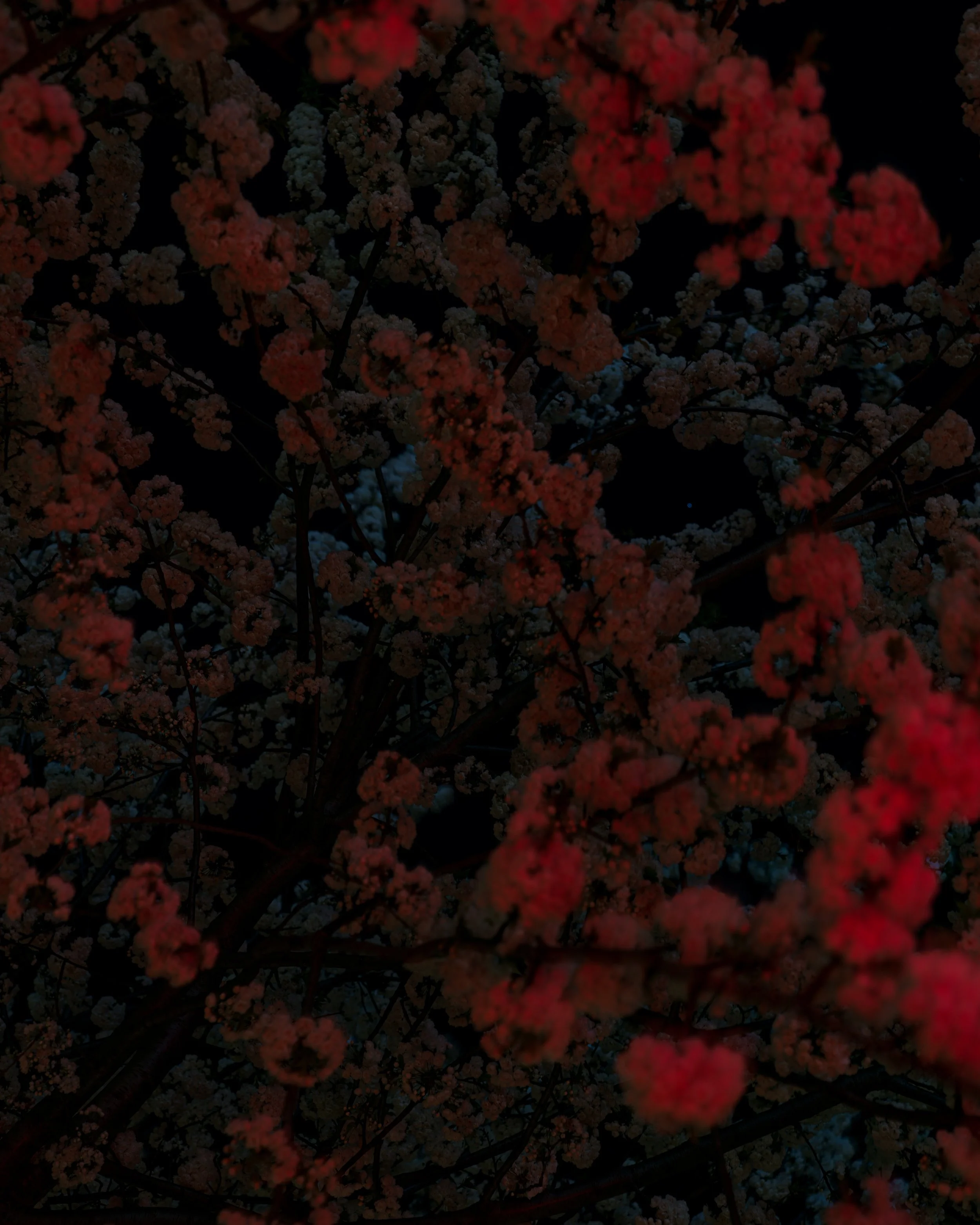 cherry trees - study #11

50 x 40 cm - limitierte Auflage von 9    
100 x 80 cm - limitierte Auflage von 7    
150 x 120 cm - limitierte Auflage von 5    
200 x 150 cm - limitierte Auflage von 3    

