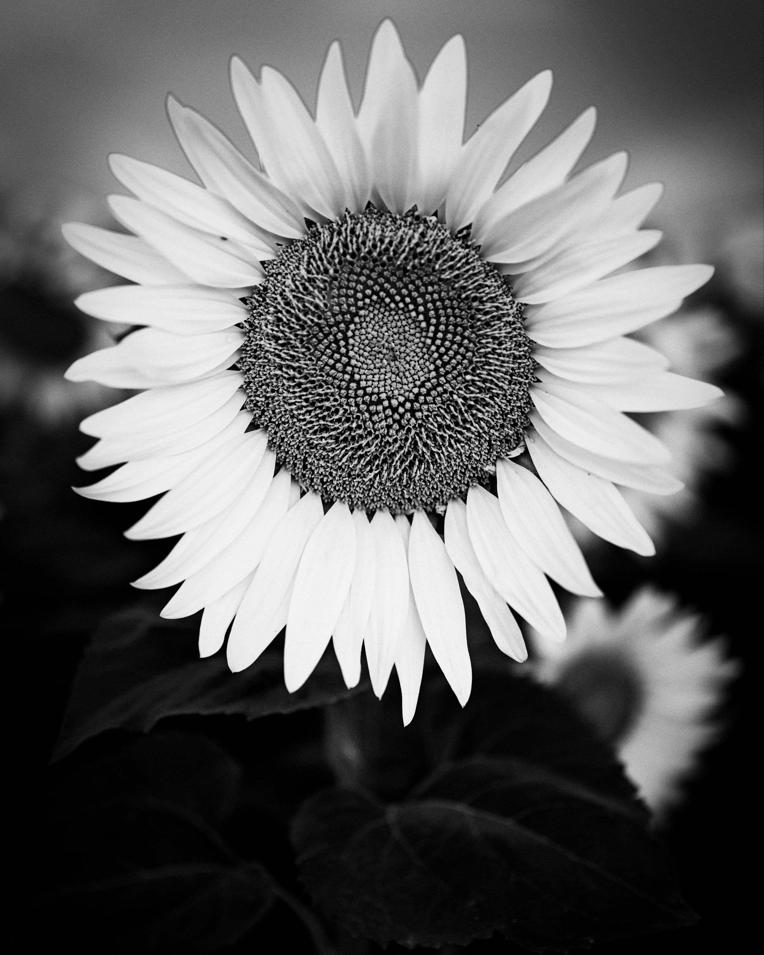 sunflower.jpg