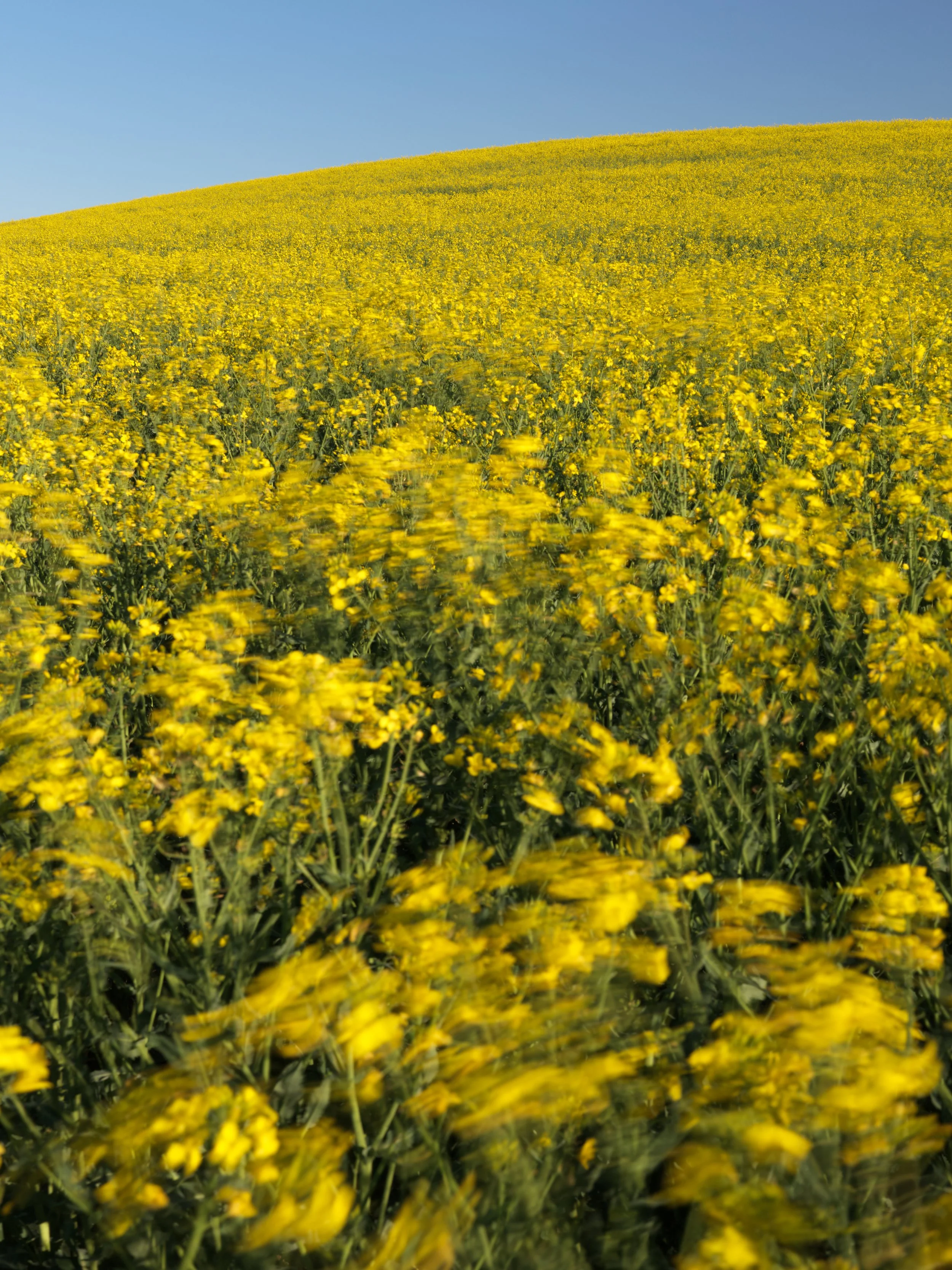 raps 2

75 x 100 cm - limitierte Auflage von 9   
120 x 160 cm - limitierte Auflage von 7   
150 x 200 cm - limitierte Auflage von 3    
