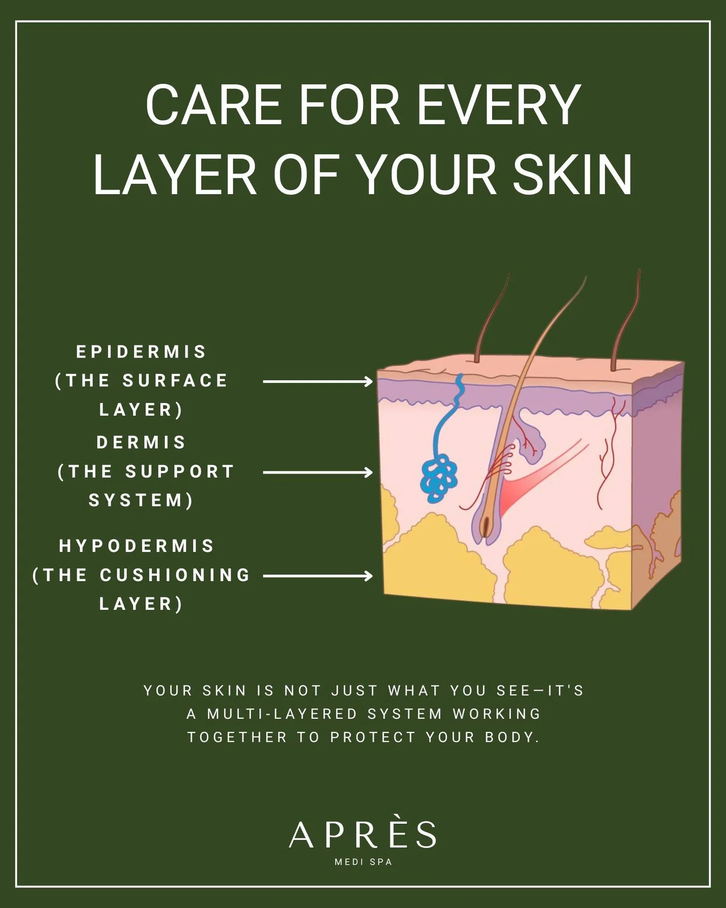 Your skin is more than what you see on the surface. ✨

Each layer plays a role in protecting, supporting, and nourishing your body&mdash;from the epidermis to the hypodermis. When you care for every layer, you support healthier, stronger skin overall