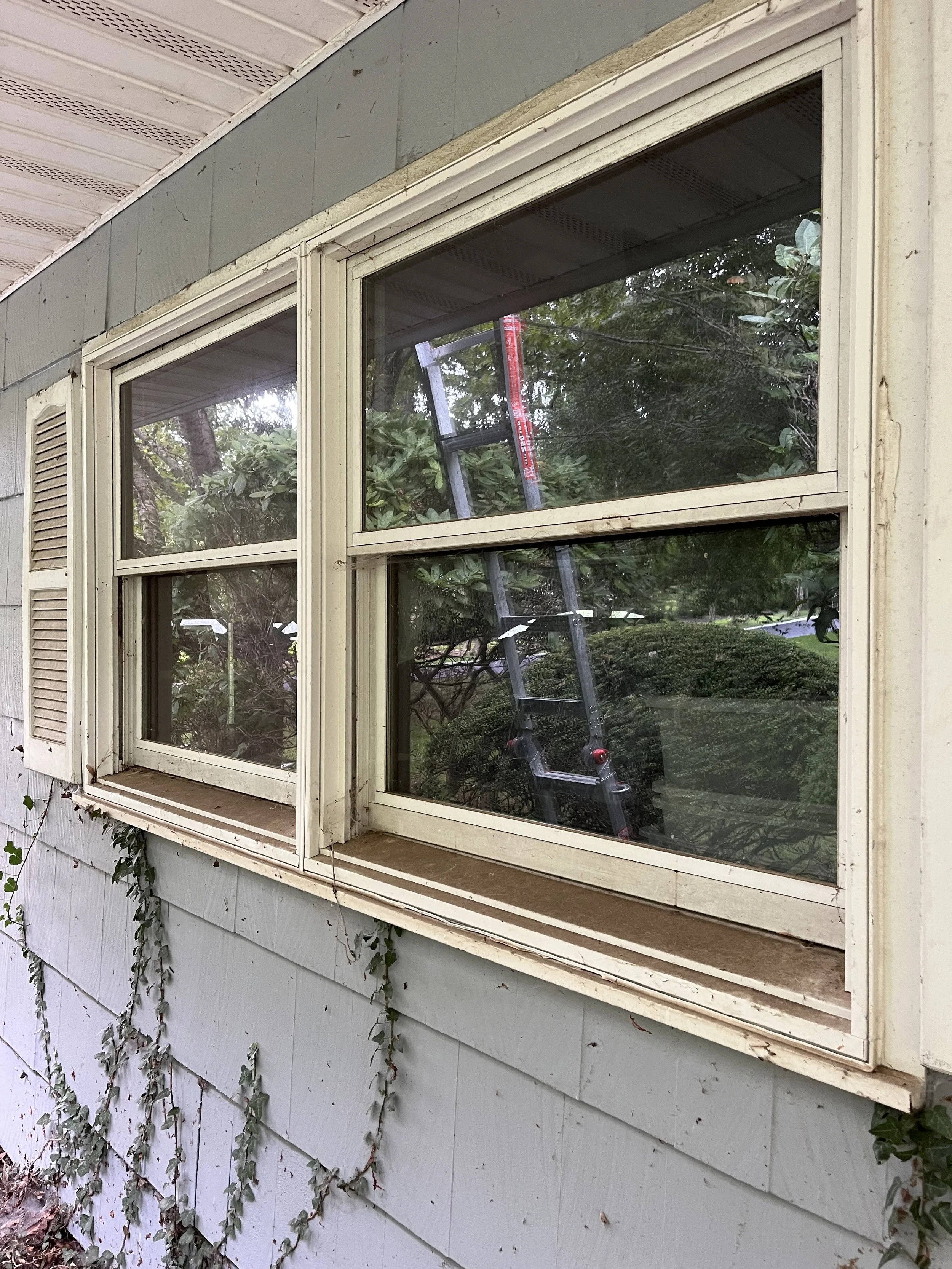 A house exterior with a large window, a multi-pane window with a white frame, and climbing ivy on the siding, with a ladder reflected in the glass.
