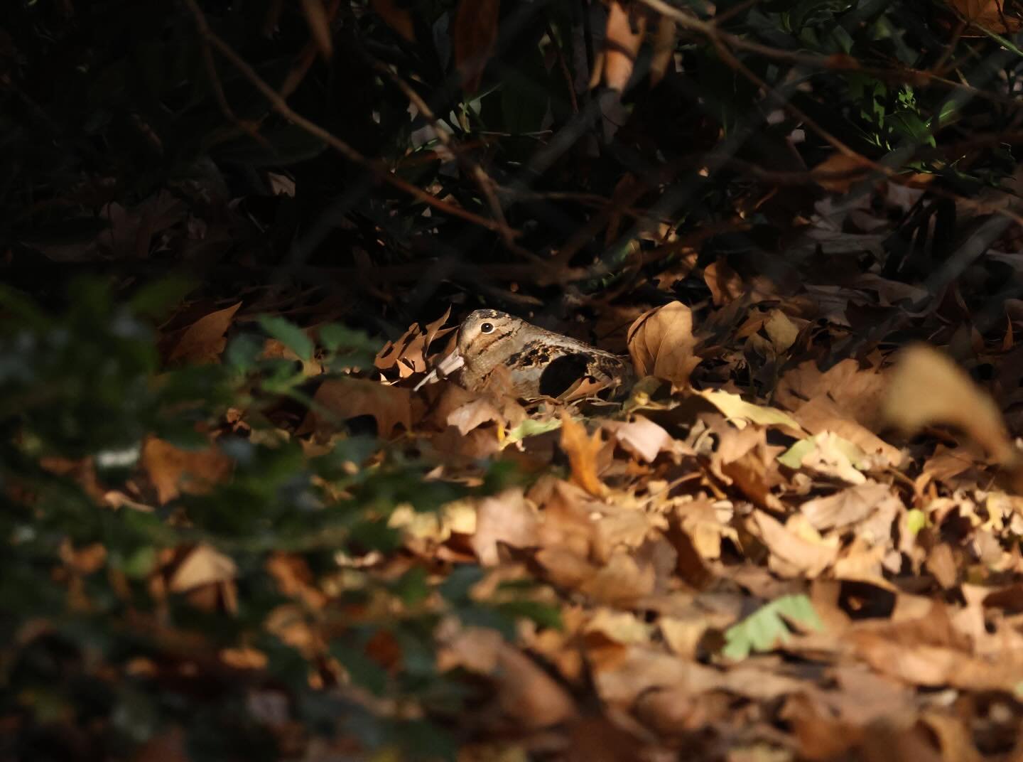 Parsley&rsquo;s woodcock, noticed in @mcgolrickpark a week back. A reminder that the sacred is often hidden, waiting and still. 

Stand in it with us tomorrow. 9AM, Russell x Driggs. Just show up.

📸: @ps_snoops