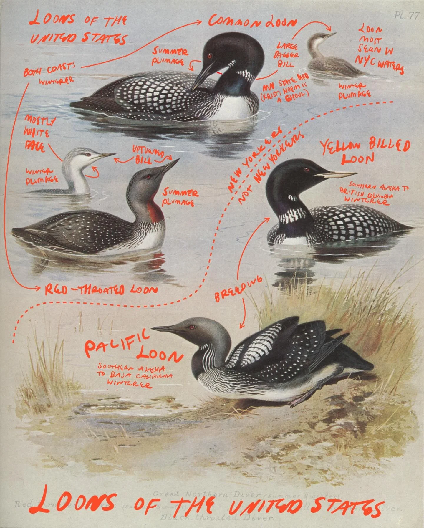 Learn which loons you&rsquo;re most likely to see in NYC waters at The Noticer&rsquo;s Monthly (linked in bio). We&rsquo;re doing the whole bird corkboard over there.

1918 illustration by Archibald Thorburn.

&mdash;

REMINDER: Tomorrow we&rsquo;re 