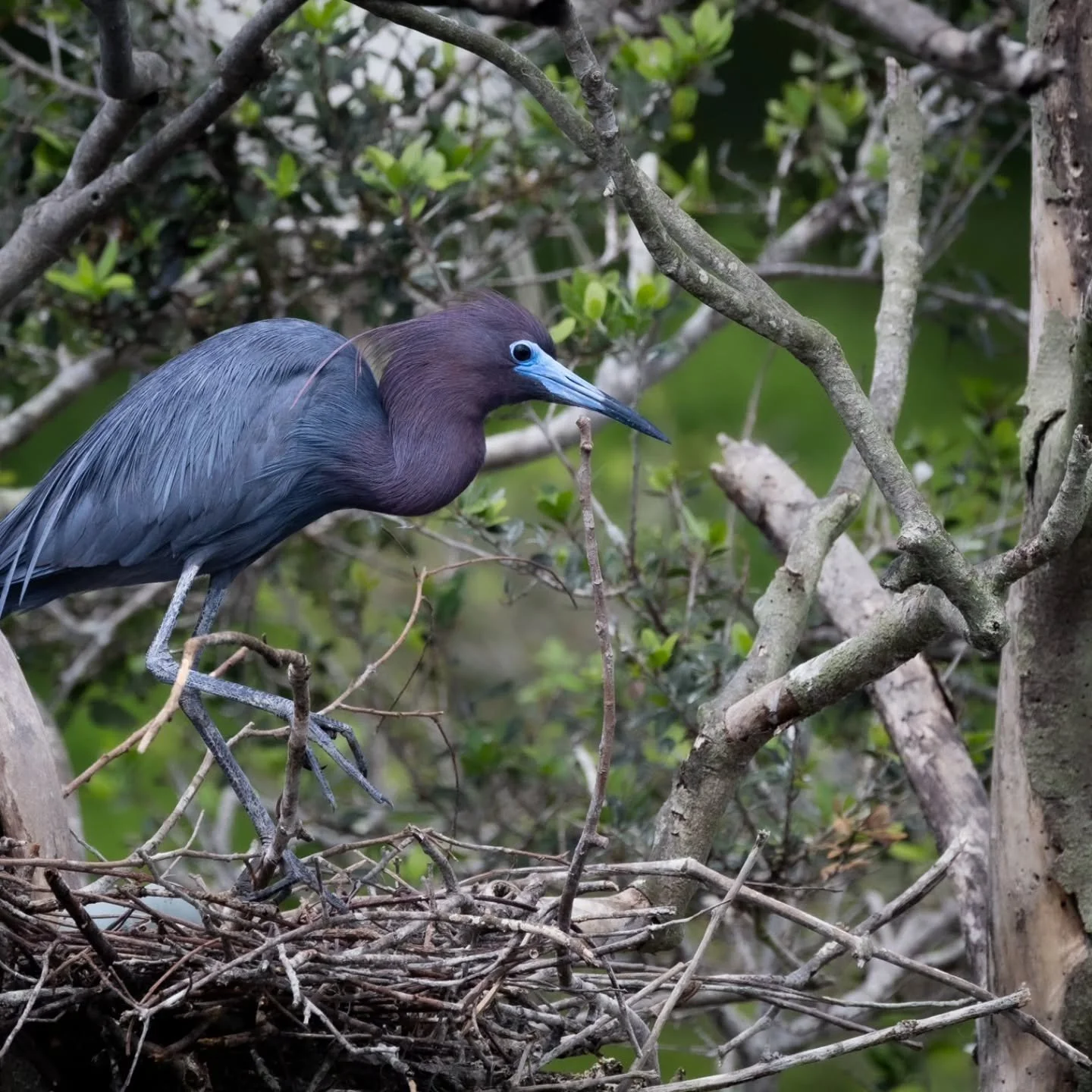 Nesting season