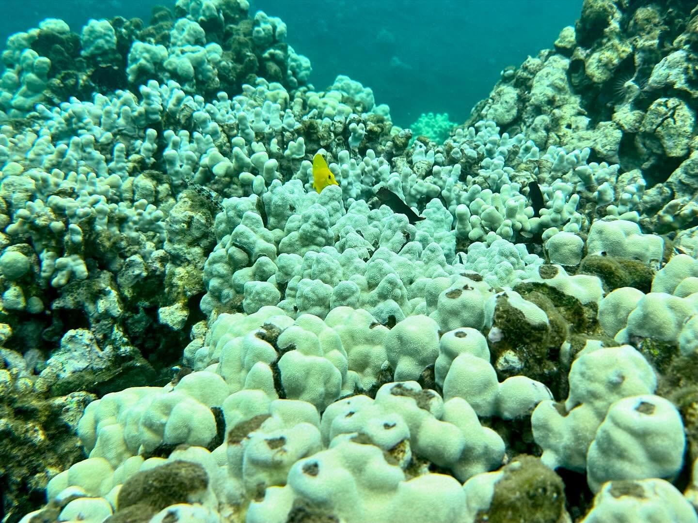 What is a coral? Corals are calcium-based Cnidarians from the order Scleractinia, which form the foundation of reef ecosystems. These structures provide habitat and protection for approximately 25% of all marine life while only occupying about 1% of 
