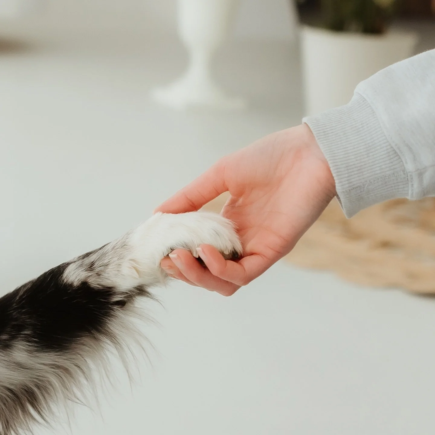 happy friday. 🤍 #pf&ouml;tchenliebe🐾 

#dogphotography #dogphoto #petphotography #dogphotographer #hundefotografie #dogportrait #dogmodel #petportrait #tierfotografie #hundeportrait #dog #dogs #dogsofinstagram #instadog #puppy #puppylove #doglover 