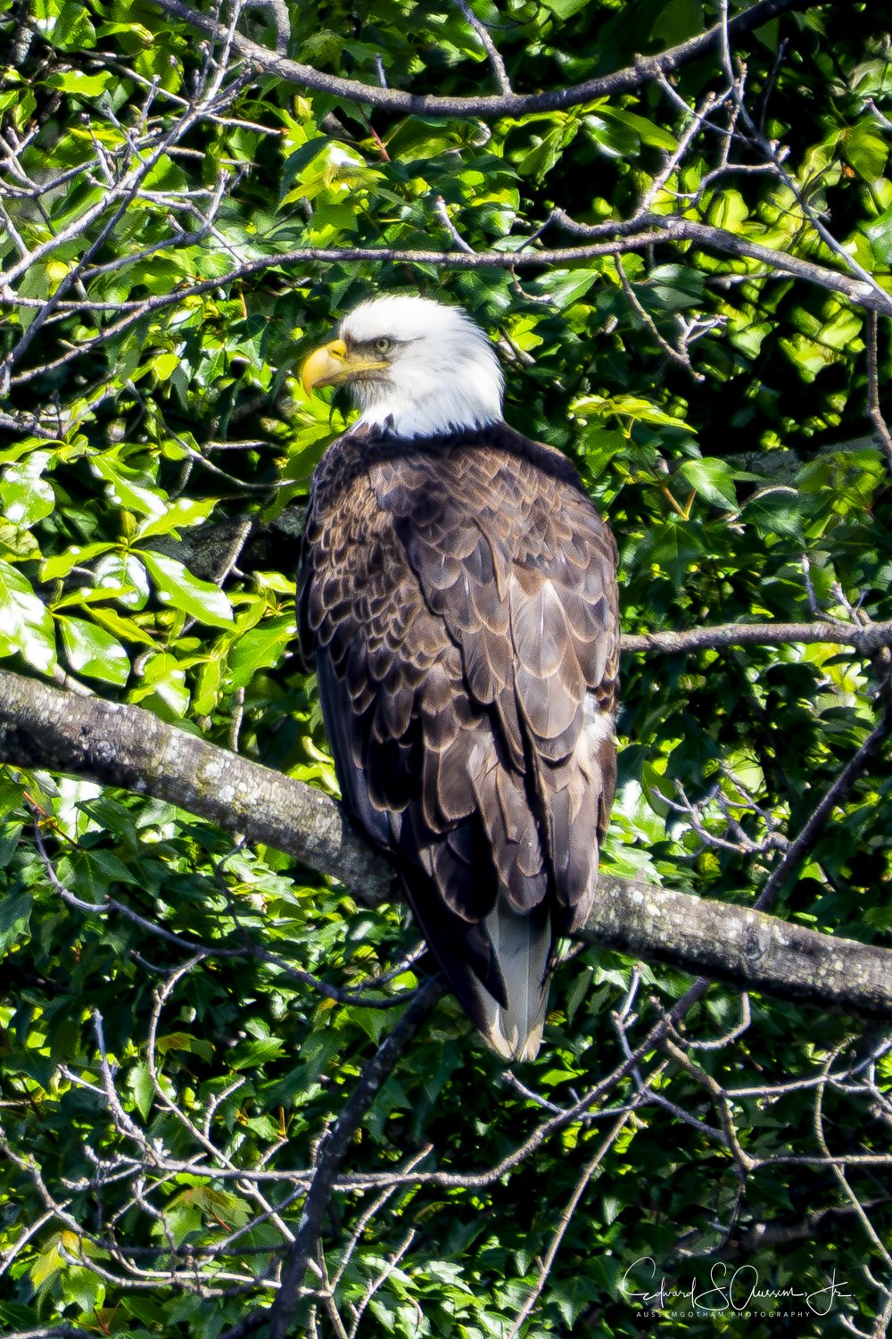 Happy 250th Birthday America, from Speedwell Lake in Morristown, NJ