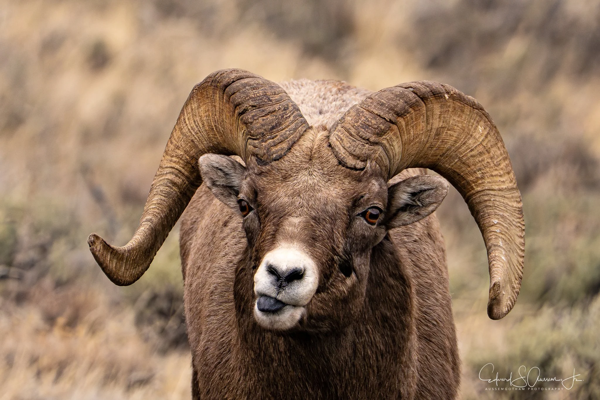 Thoughtful Big Horn