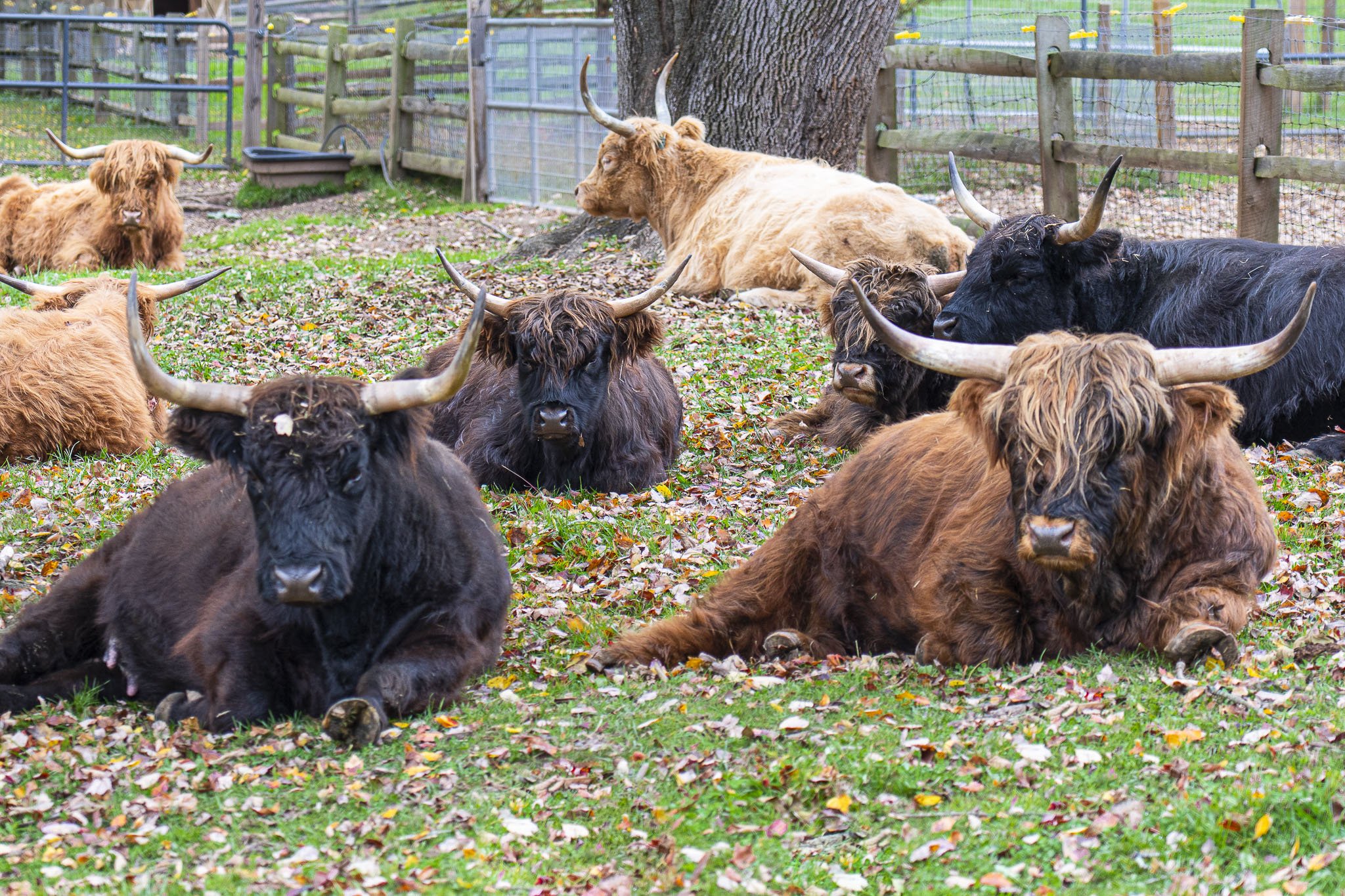 Highland Cattle.jpg