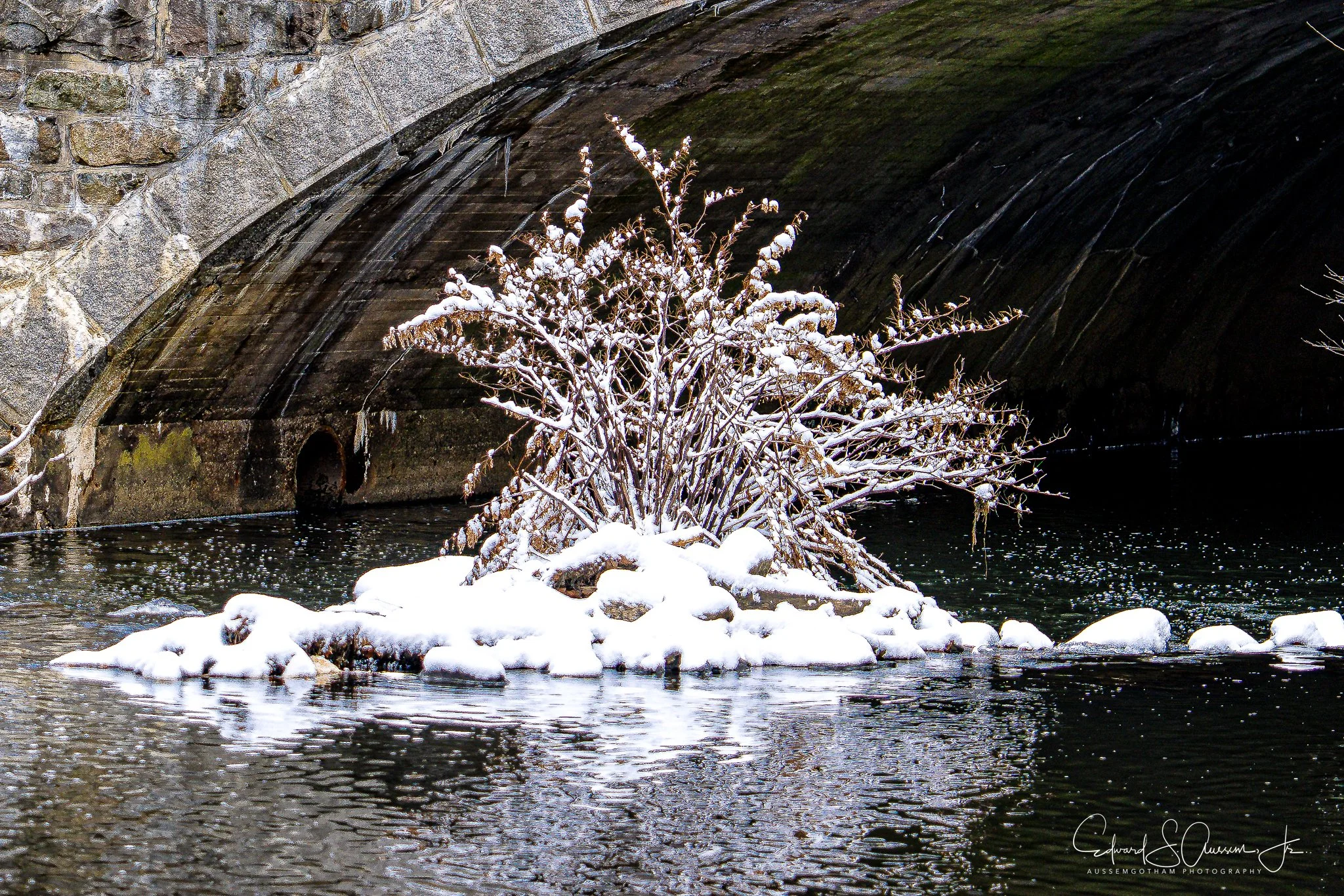 Snowy Island-Speedwell lake