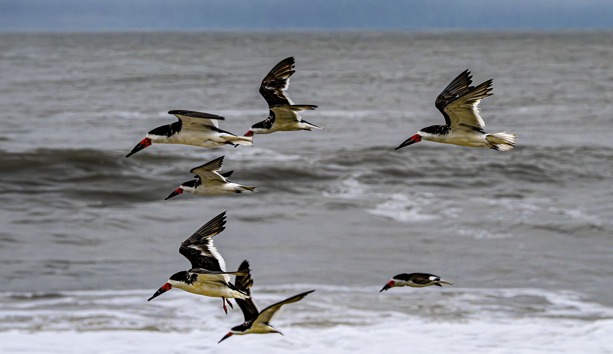 Skimmers-Beach.jpg