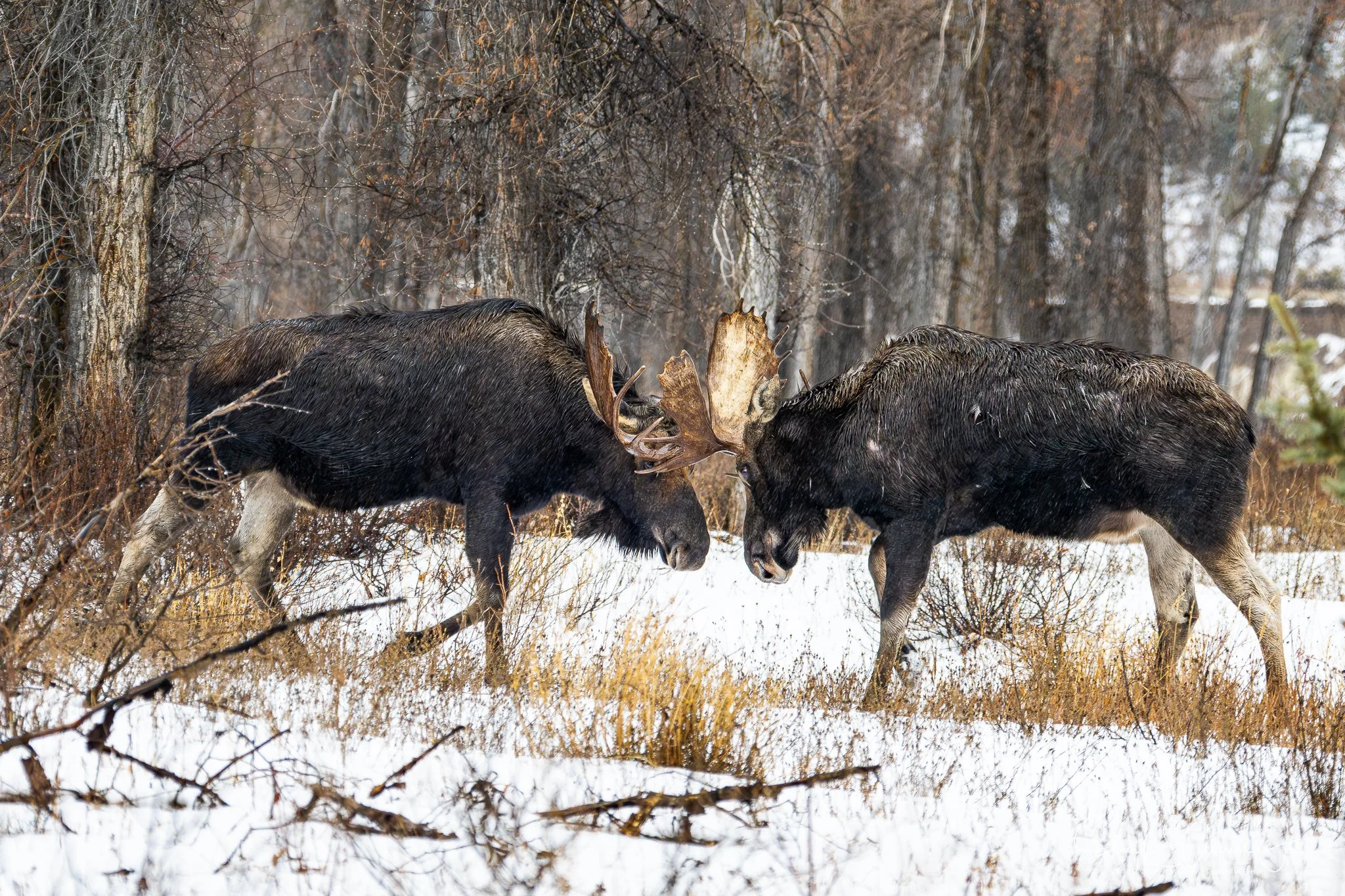 Moose Standoff