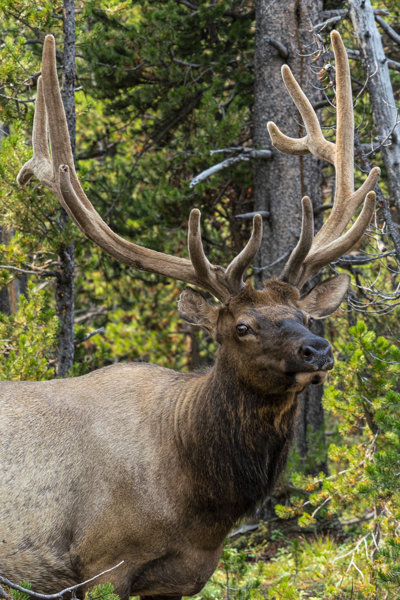 Moose Yellowstone.jpg