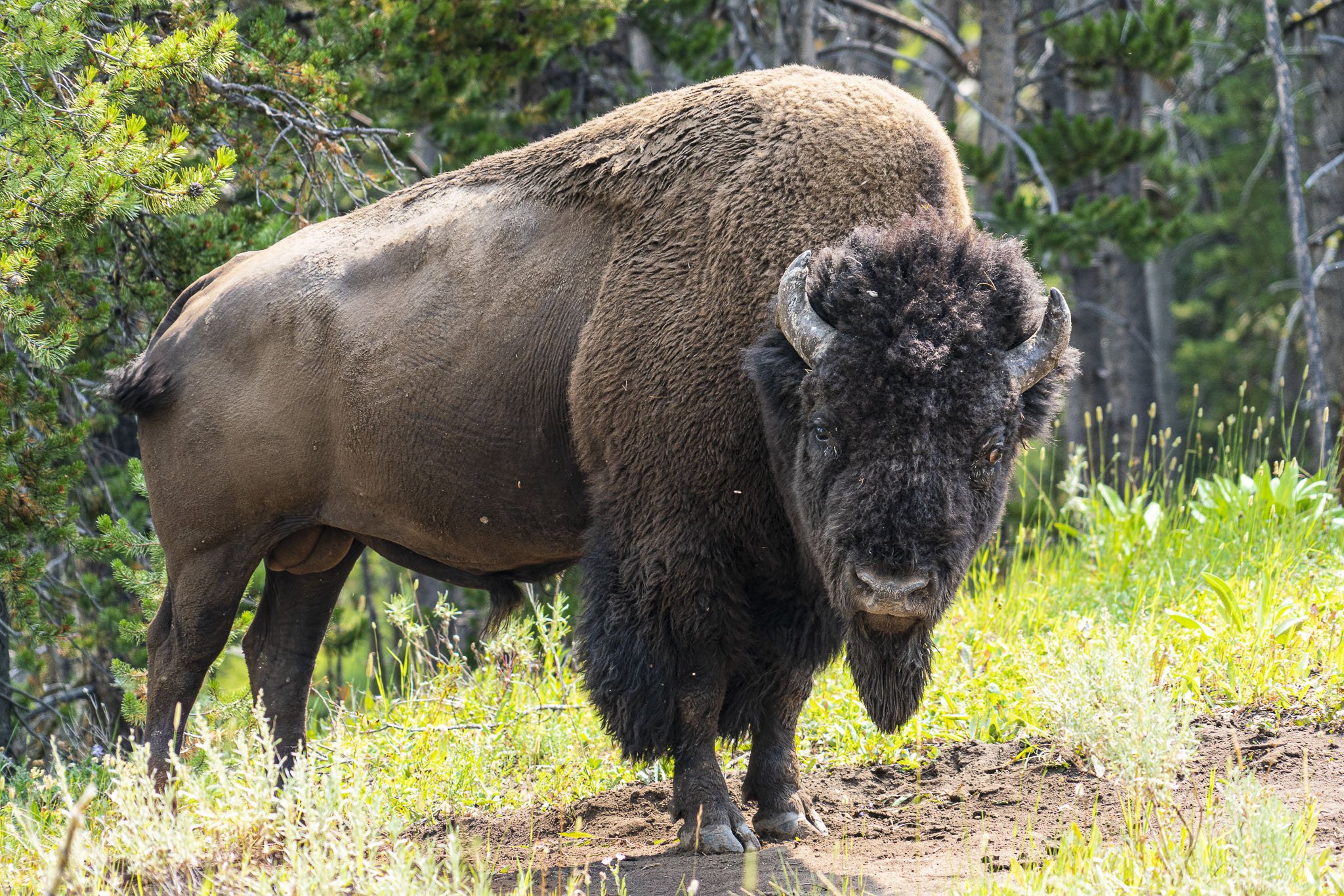 Bison Yellowstone.jpg