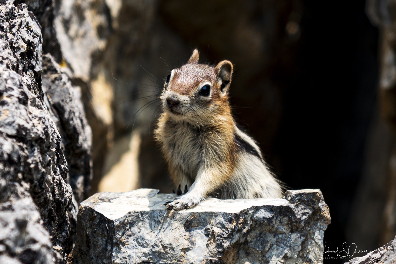 Jackon Hole Chipmunck.jpg