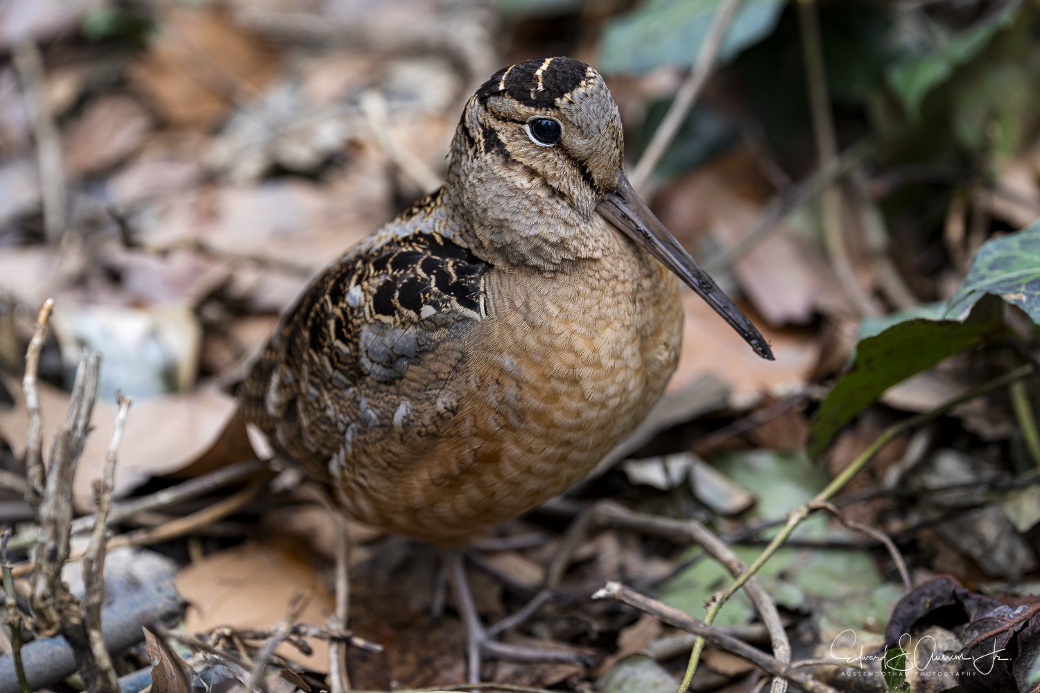 American Woodcock aka Timberdoodle