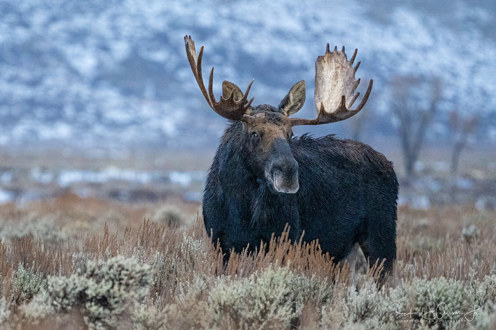Hoback Surveys the Environment