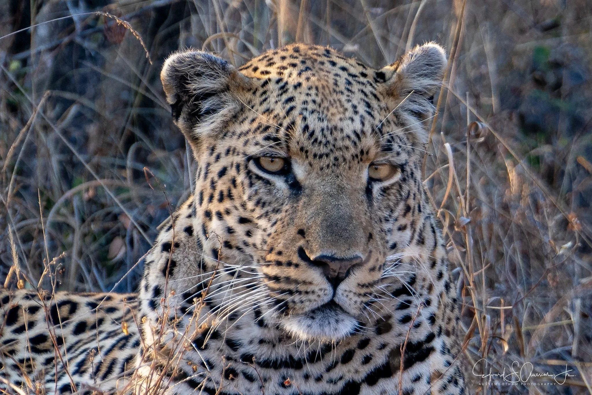 Ngala-Leopard-Eyes.jpg
