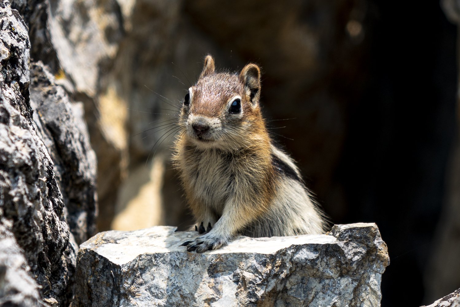 Chipmonk-Jackson Hole.jpg