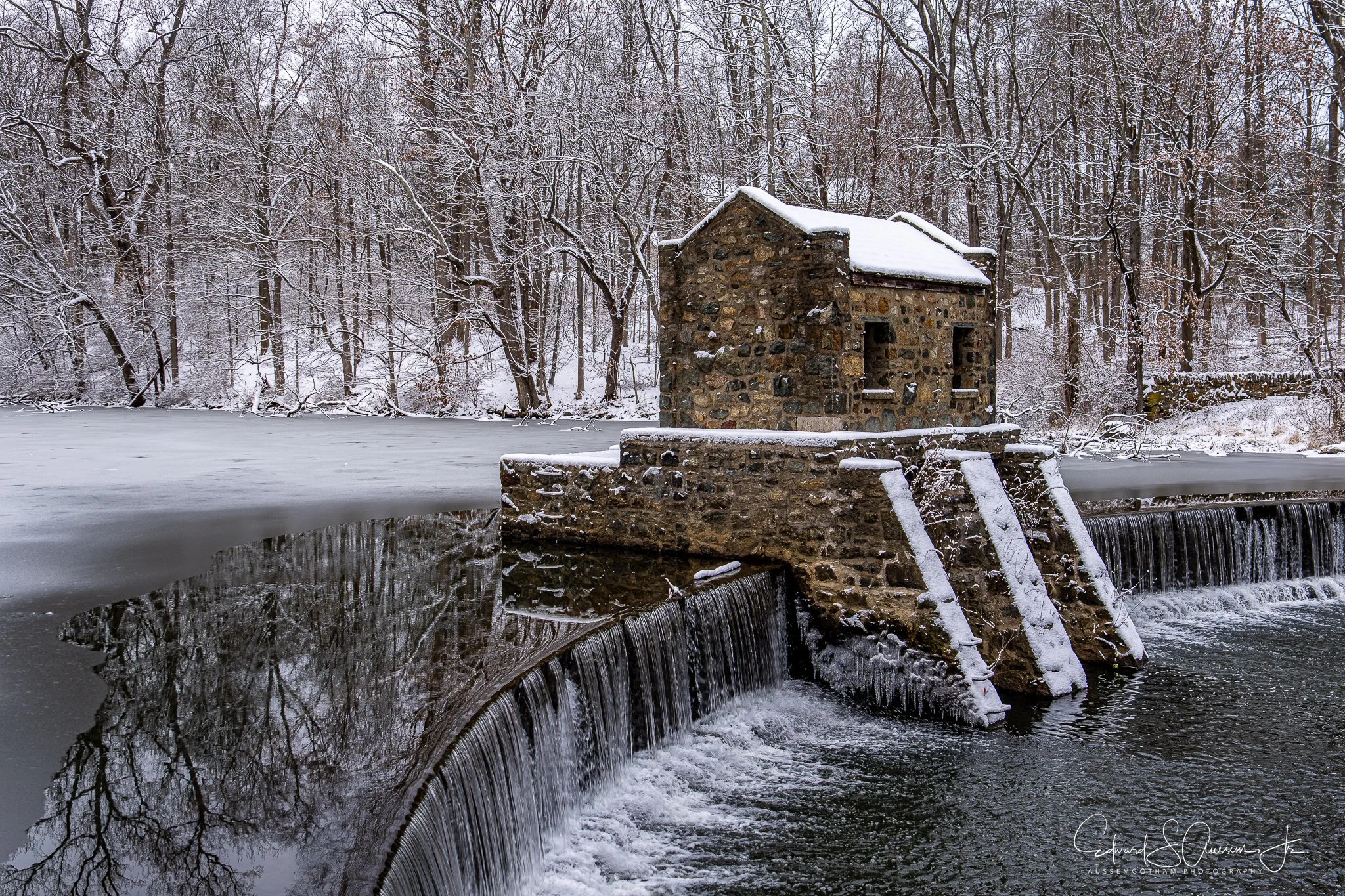 Frozen Speedwell