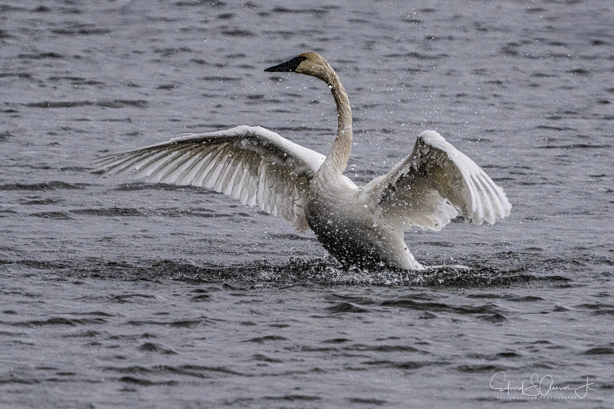 Trumpeter Preening