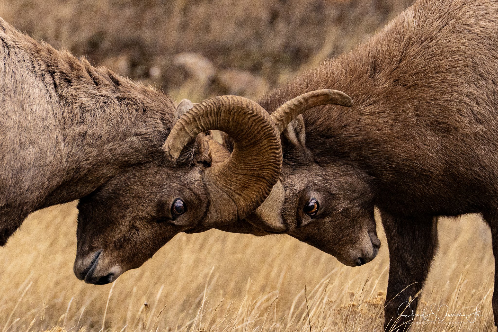 I have my Eye on you!