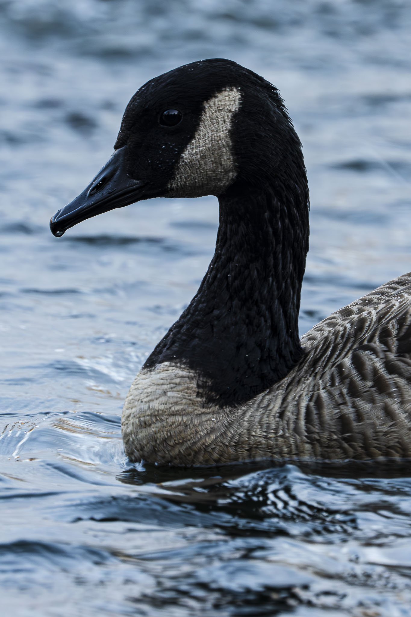 Duck Face.jpg