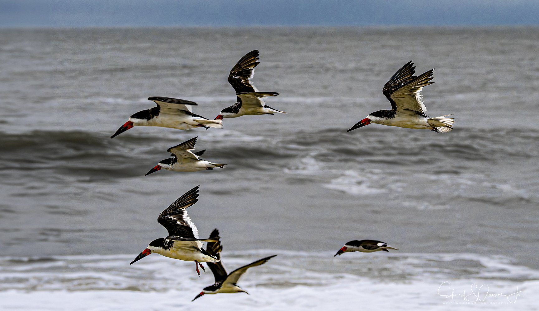 Flying in Formation-Cape May.jpg