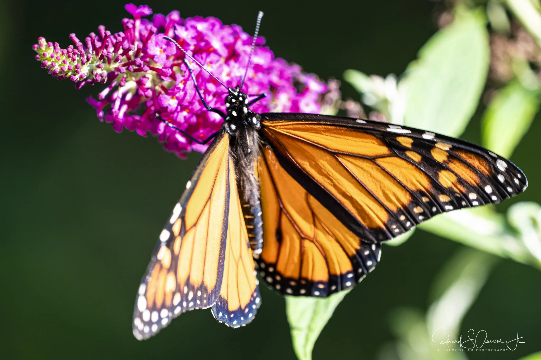 Sunset Butterfly