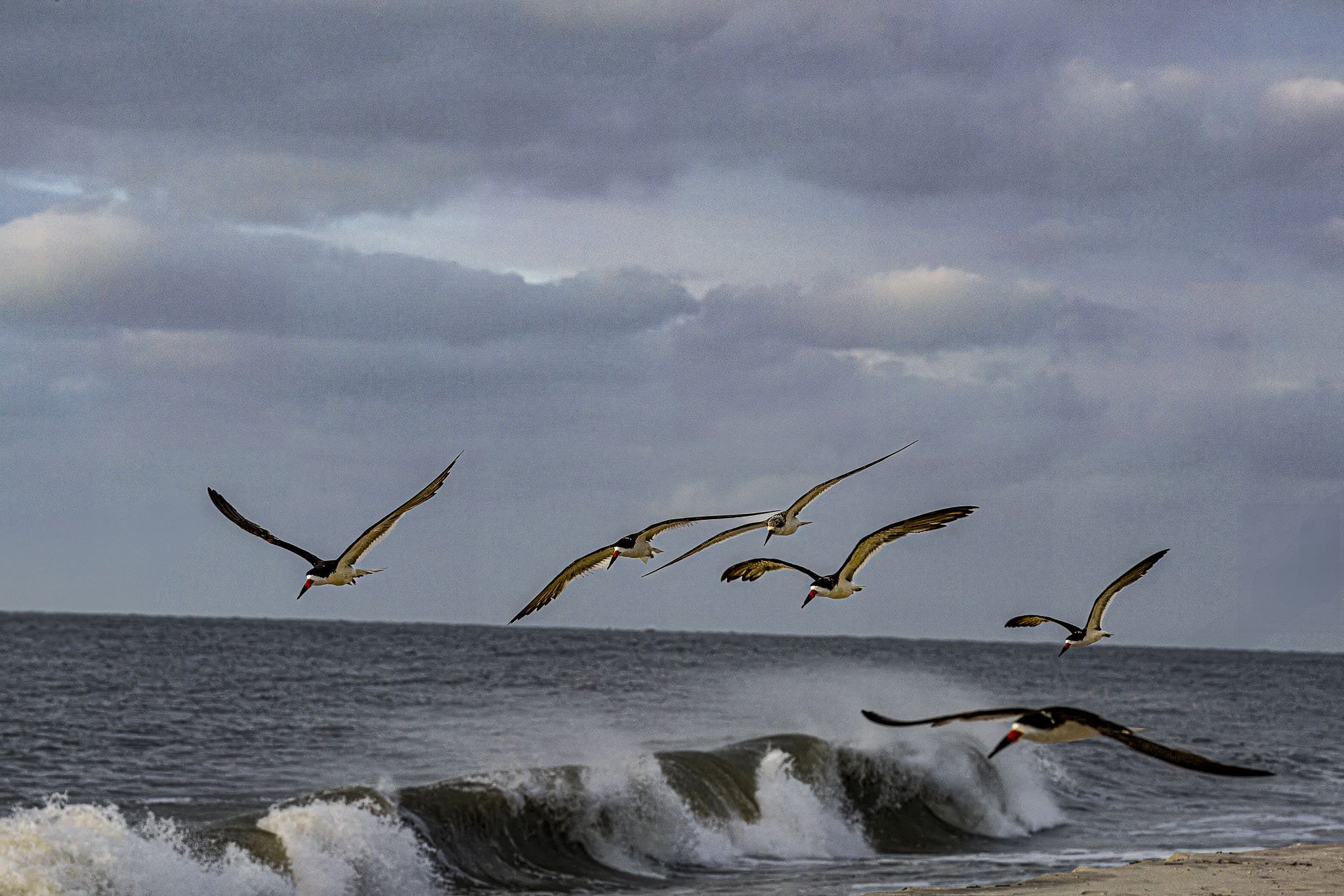 Skimmers-Waves.jpg
